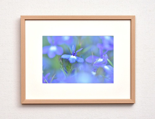 可憐な花アズーロ