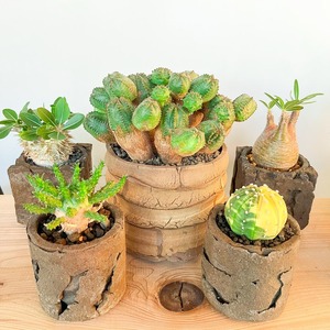 ユーフォルビア・オベサブロウ