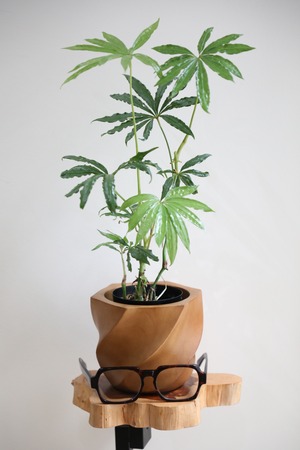 【M】アンスリウム ポリスキタム/Anthurium polyschistum ※マンゴーウッド鉢カバー付き