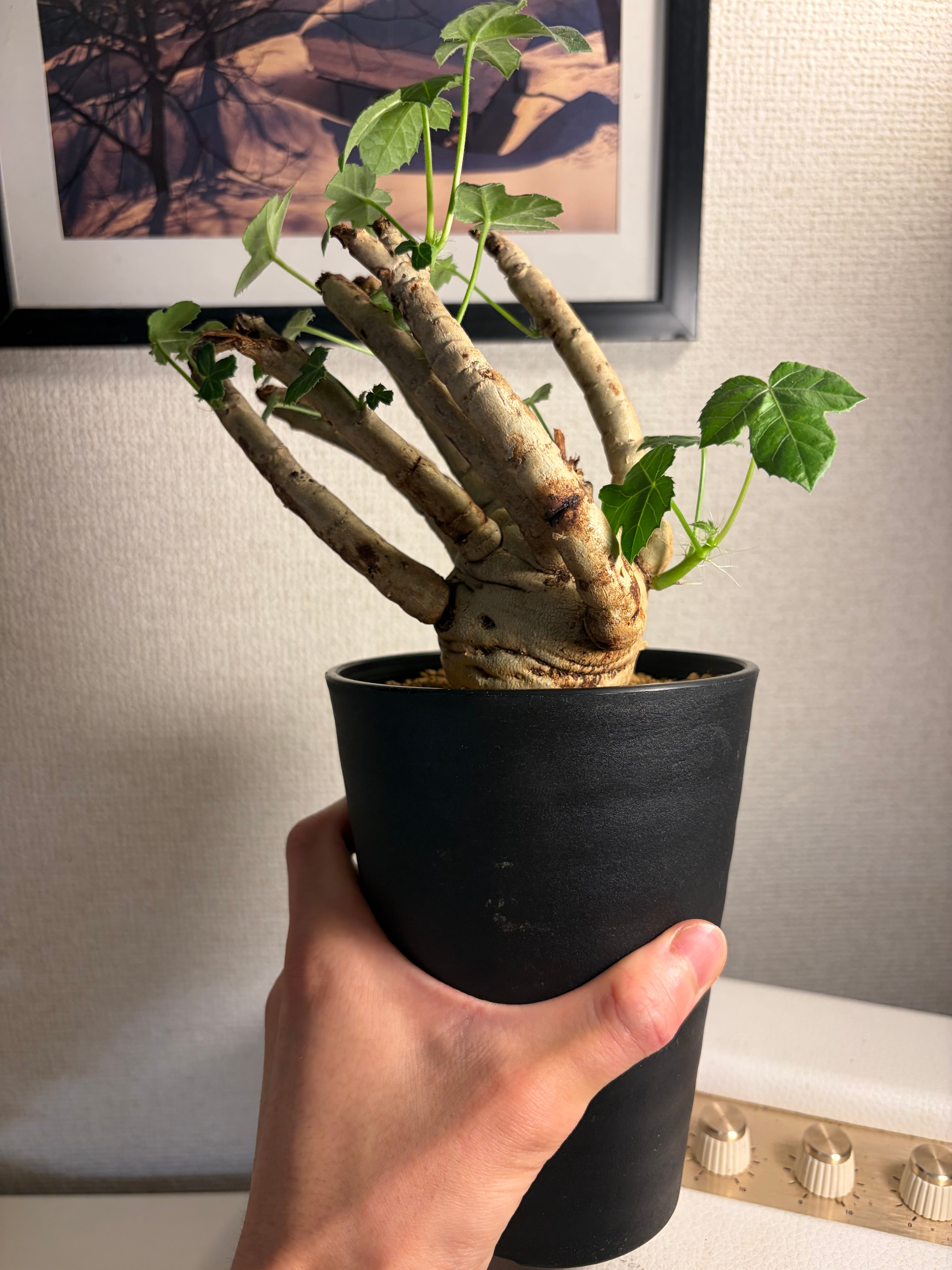 巨神兵の手指のようなヤトロファ スピカータ 塊根植物 マンドラゴラ
