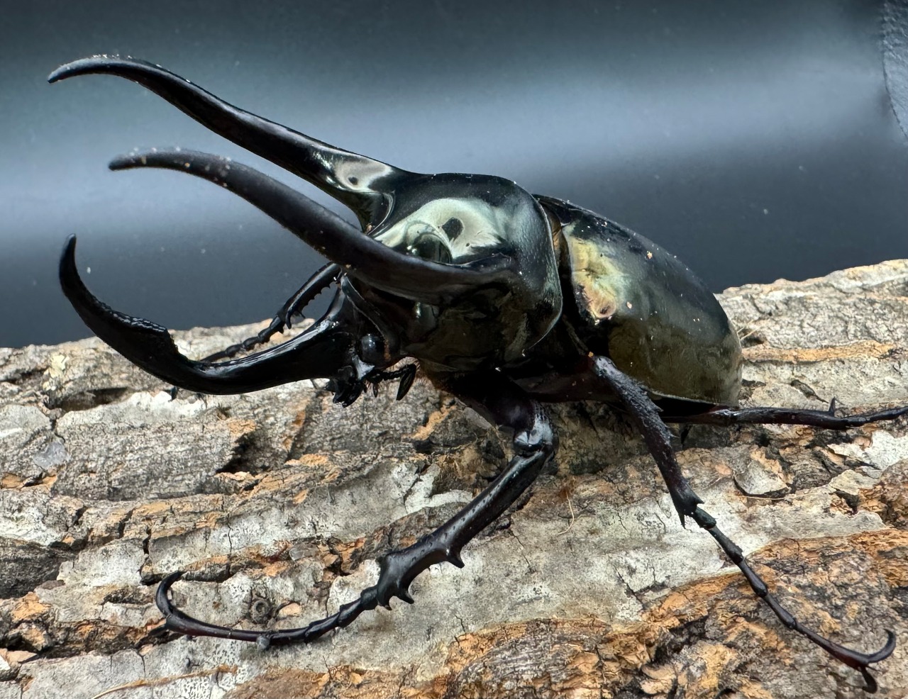 【WD】《ミンダナオアトラスオオカブト 95mm ♂単》