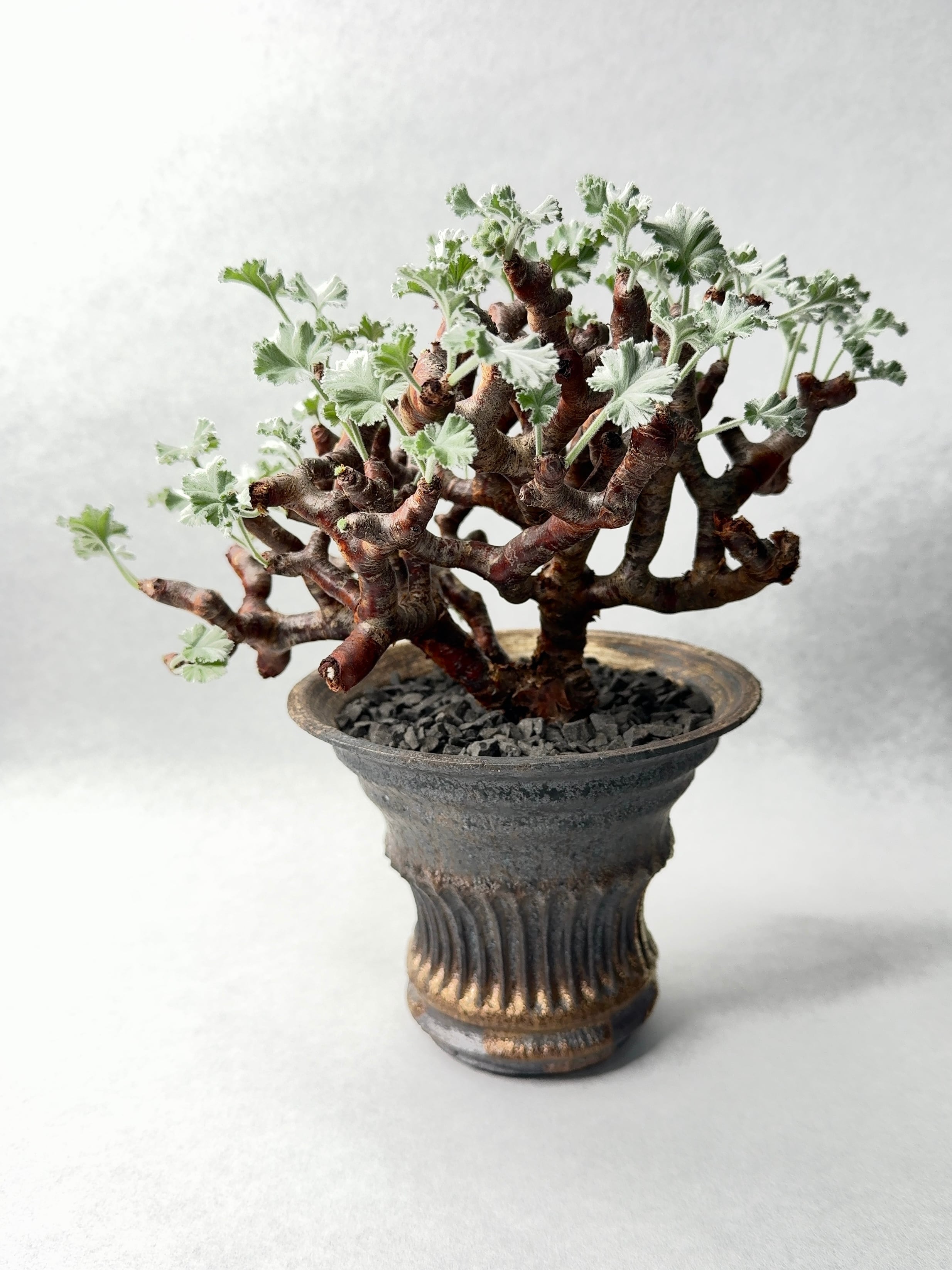 ペラルゴニウム・ミラビレ | trigger