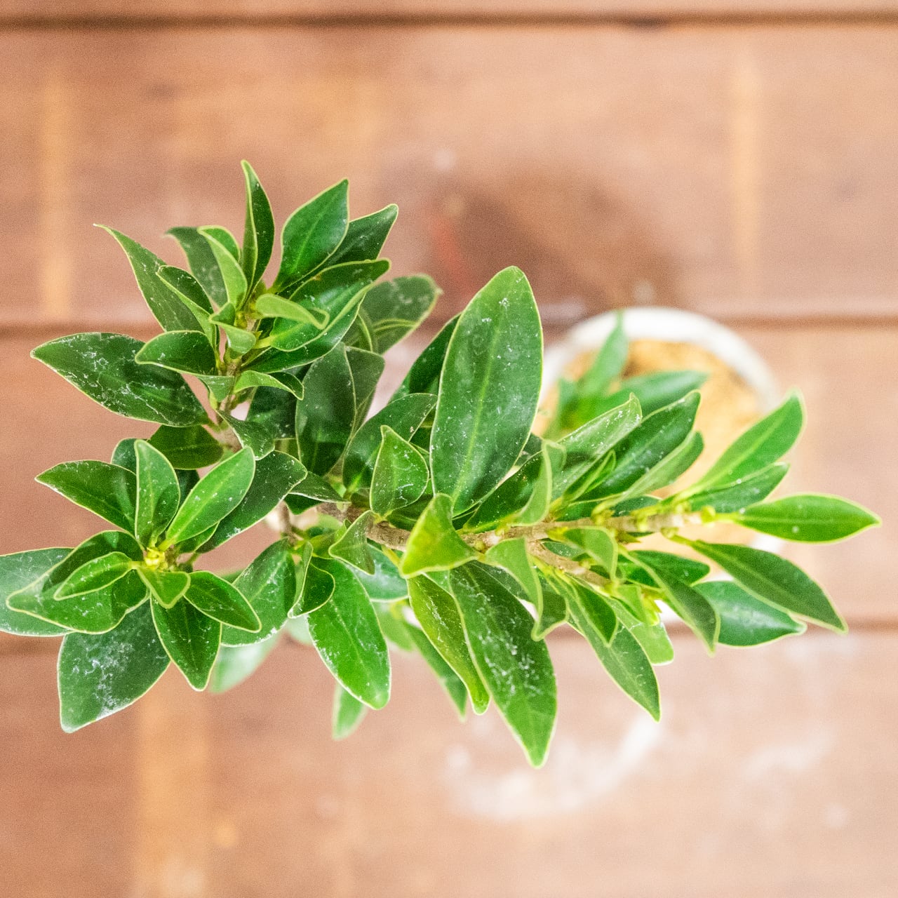 フィカス・コンパクタ｜細葉が引き立つ美曲がりフォルムのインテリアグリーン【虫発生抑制／手作りモルタル鉢】