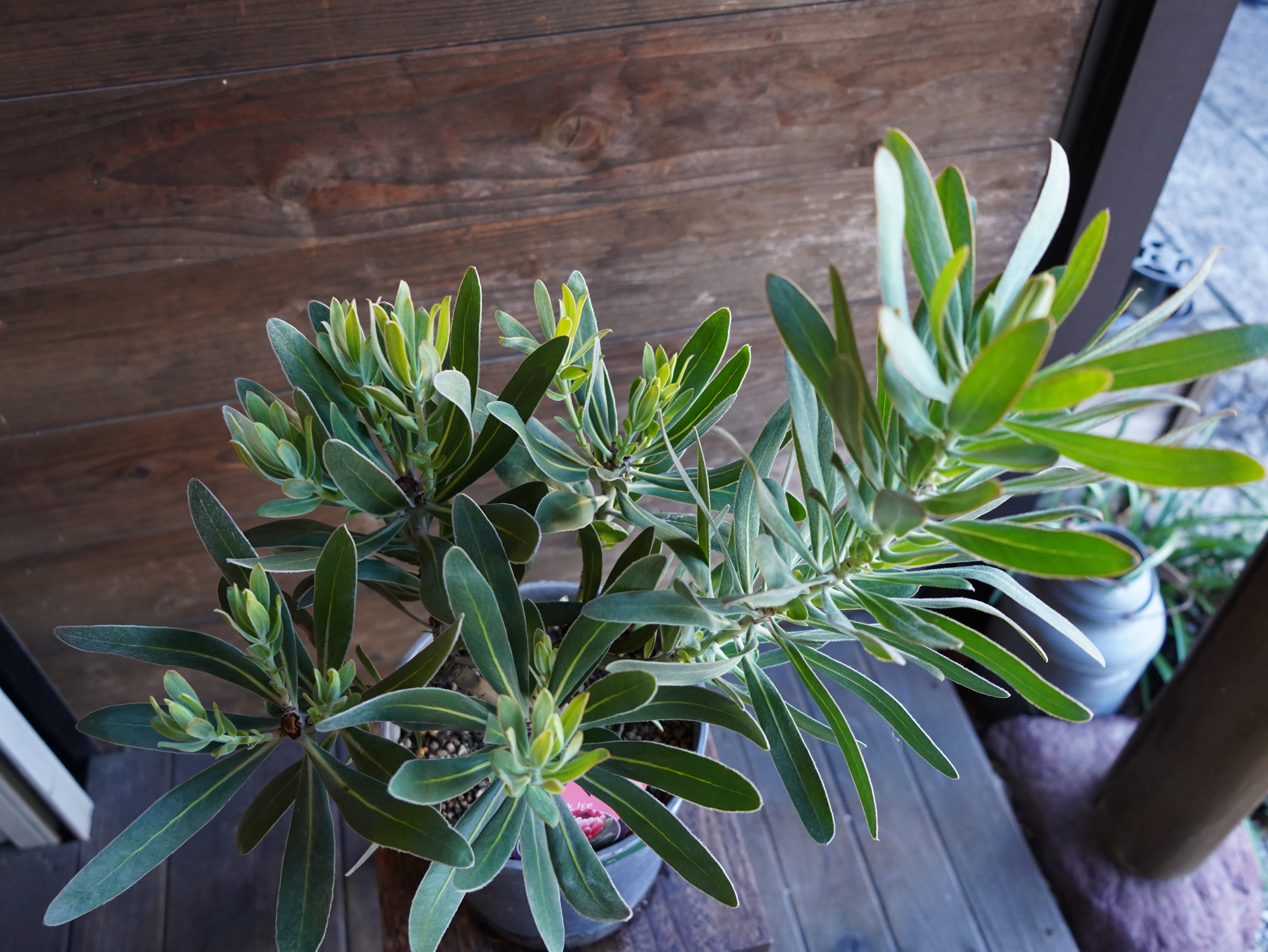 【現物】プロテア　”ピンクアイス”