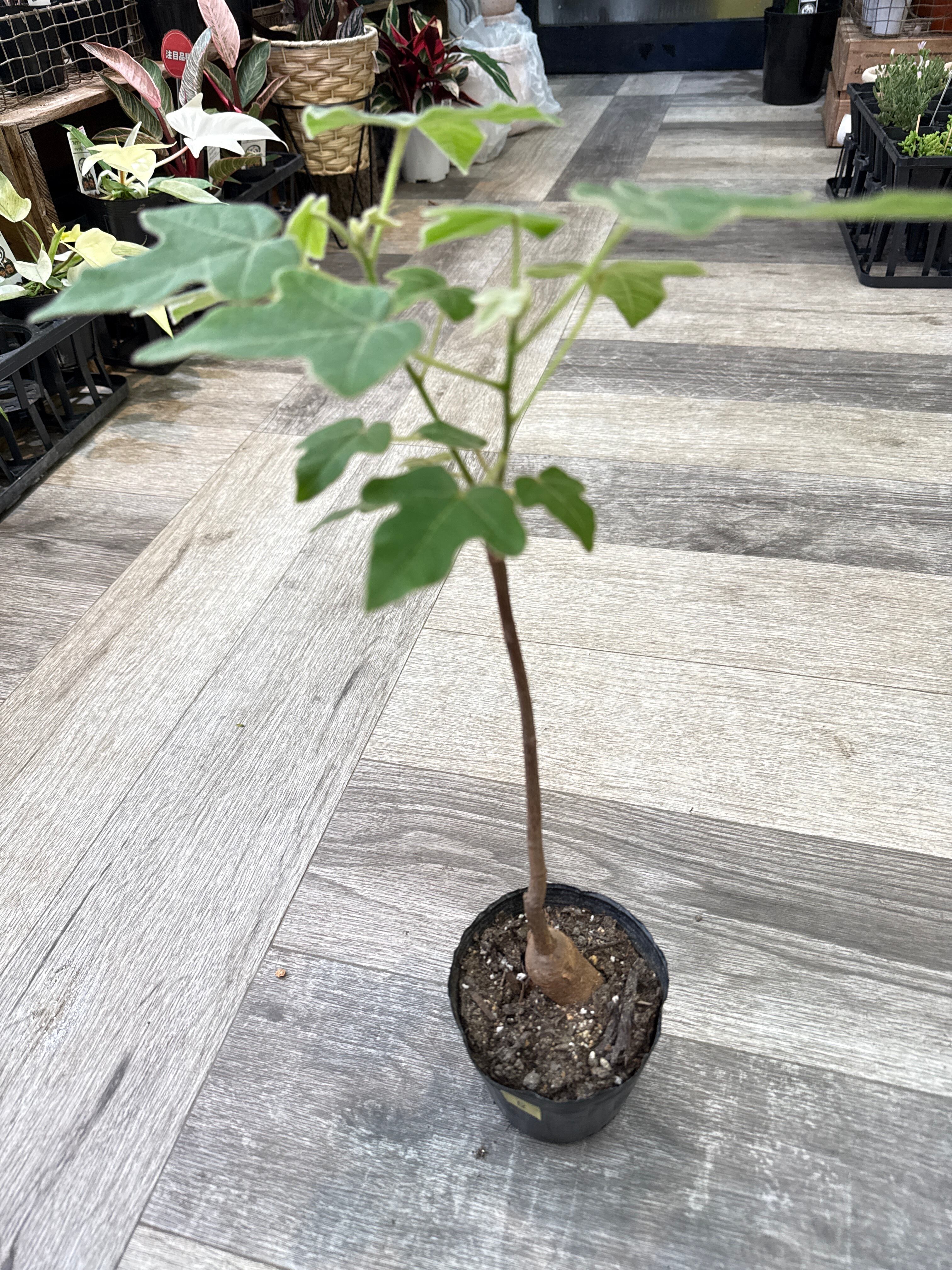 B ボトルツリー ブラキキトン ビドウィリー | Gardenえん 【観葉熱帯植物】