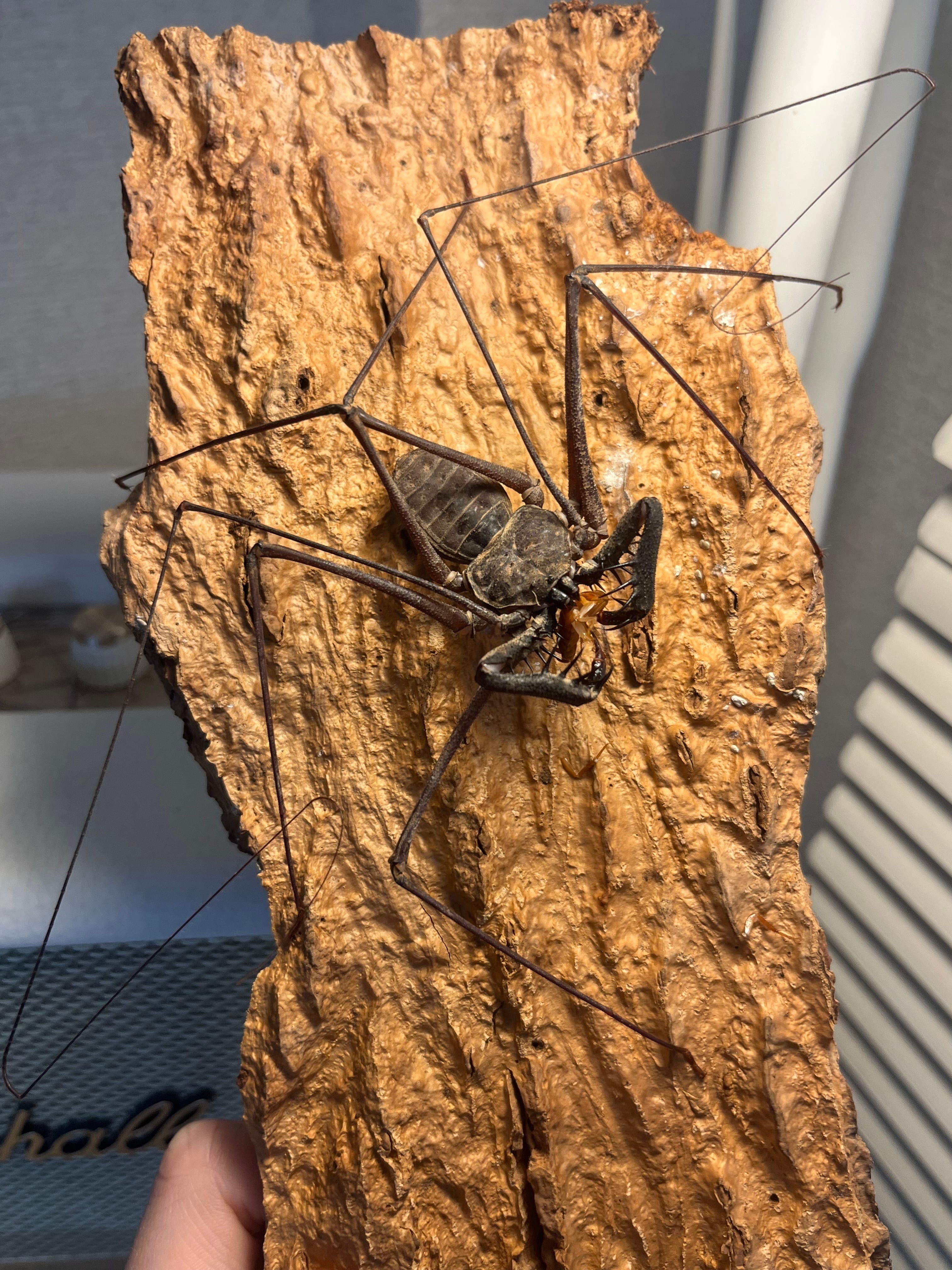 オモニキチュウ