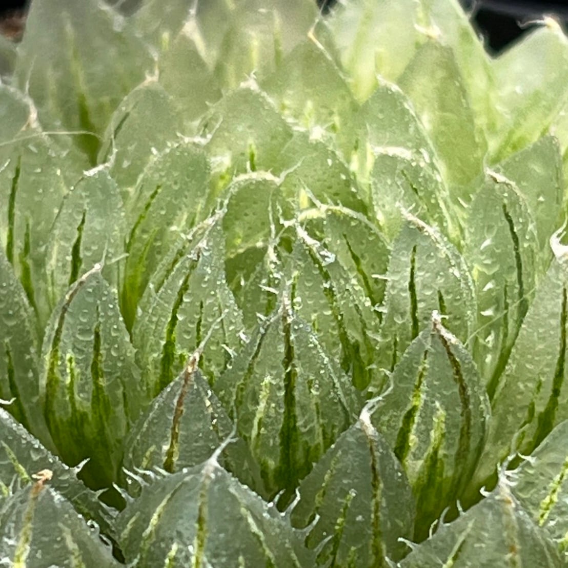 ハオルチア 翠雲錦③ | mocono_plants