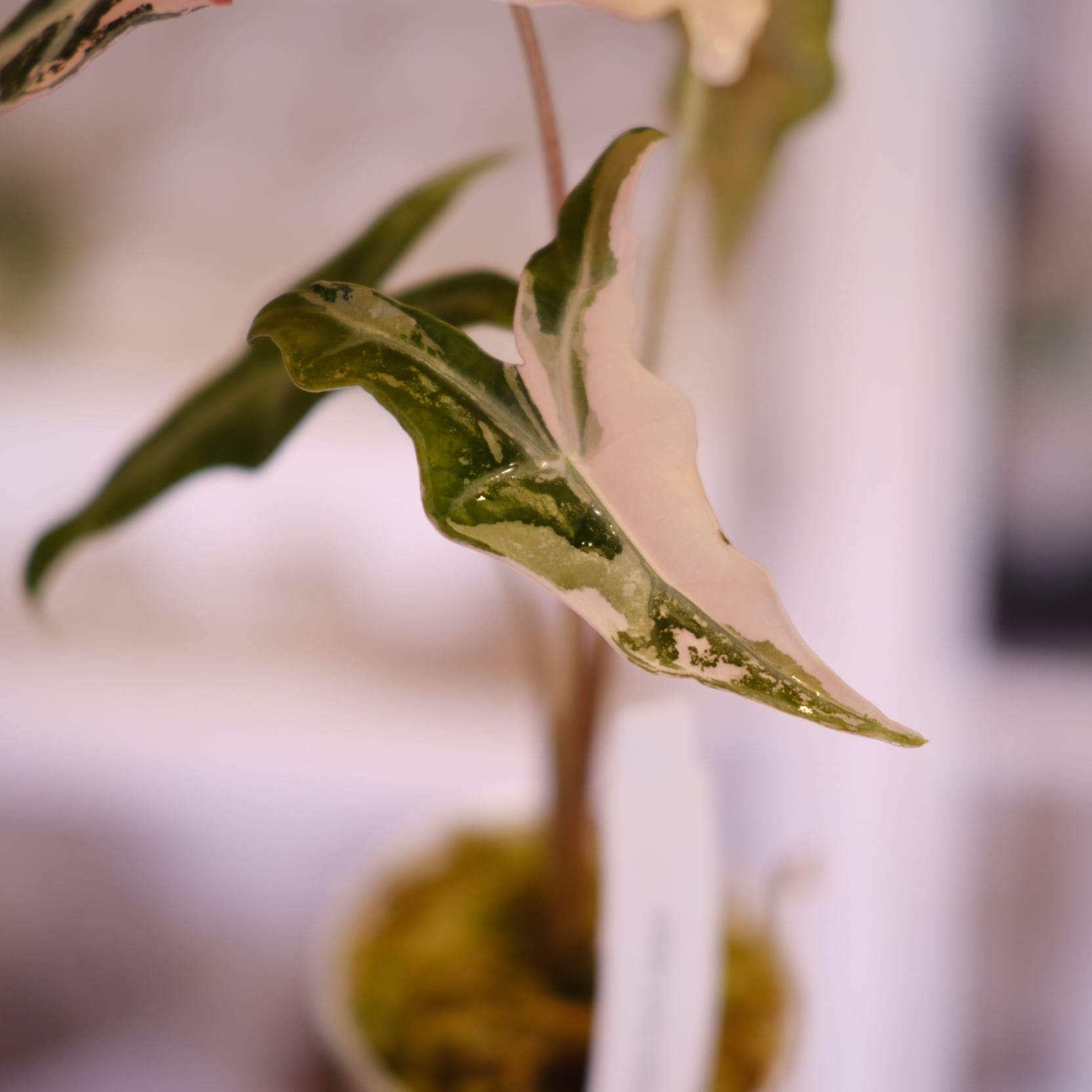 アロカシア ノビリス ピンク Alocasia Nobilis Pink Variegata