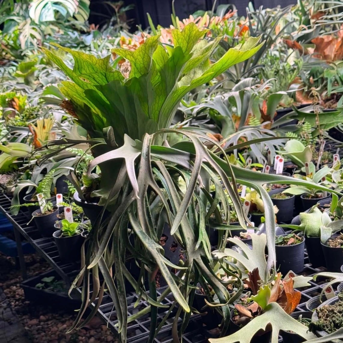 P. willinckii Werin #3 (pup) | naturefix