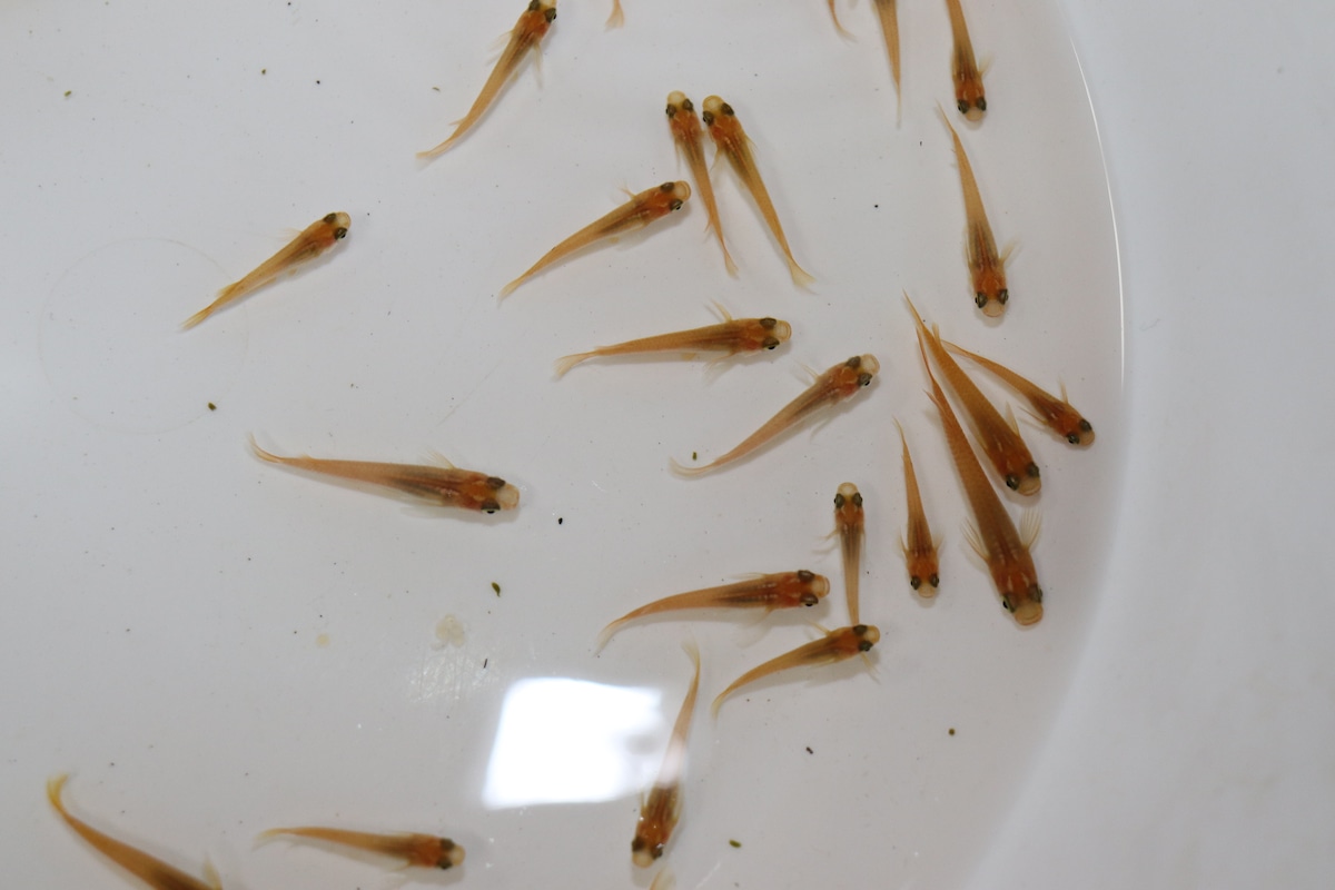 ヒメダカ 50匹 | 斧田観賞魚センター