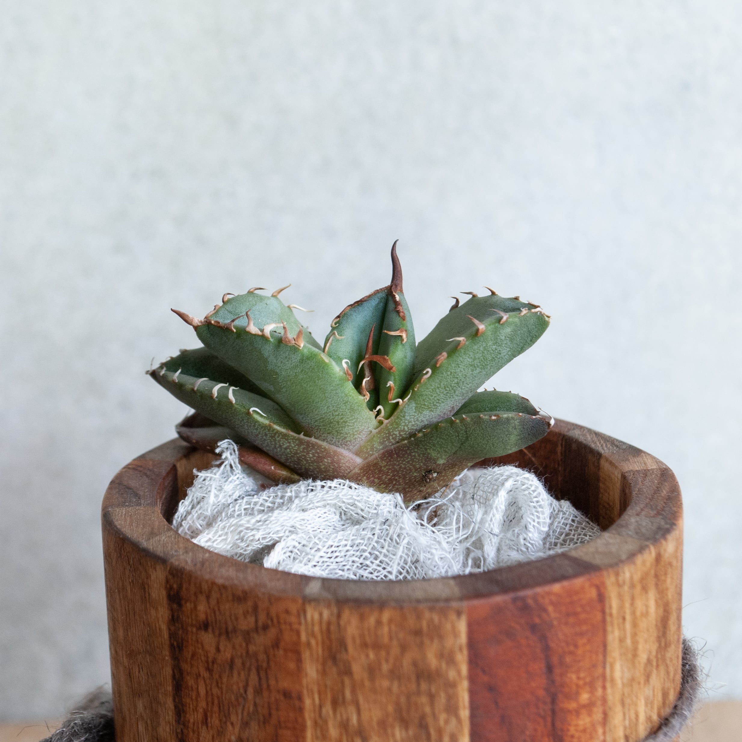 アガベ チタノタ FO-076 コンパクタ from GG No.1