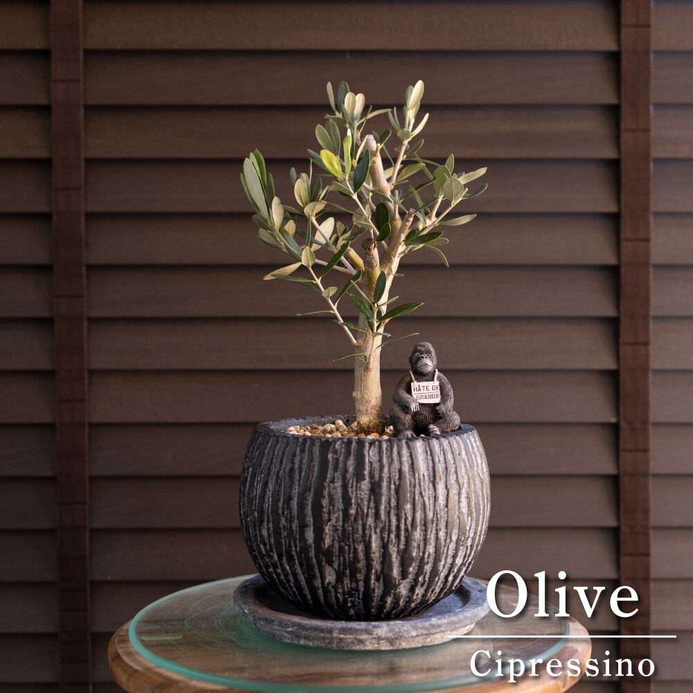 Olive オリーブの木 Cipressino シプレッシーノ 5号 盆栽 オリーブ 陶器鉢 0305BK