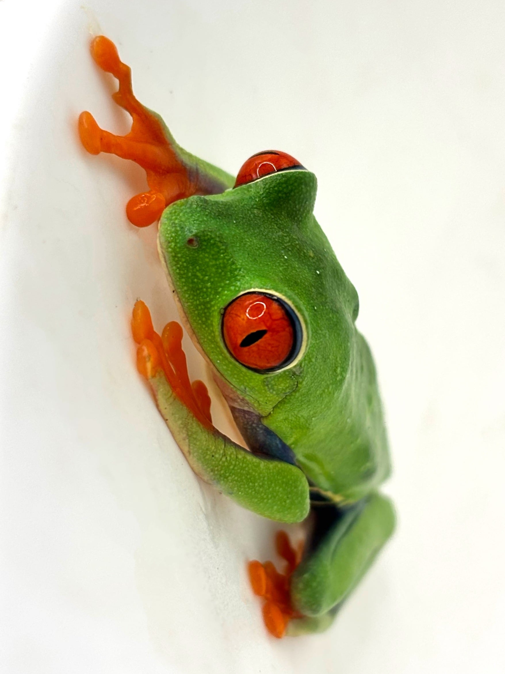 アカメアマガエル♂ 1匹 | まるころ商店〜まるくてころころした生き物