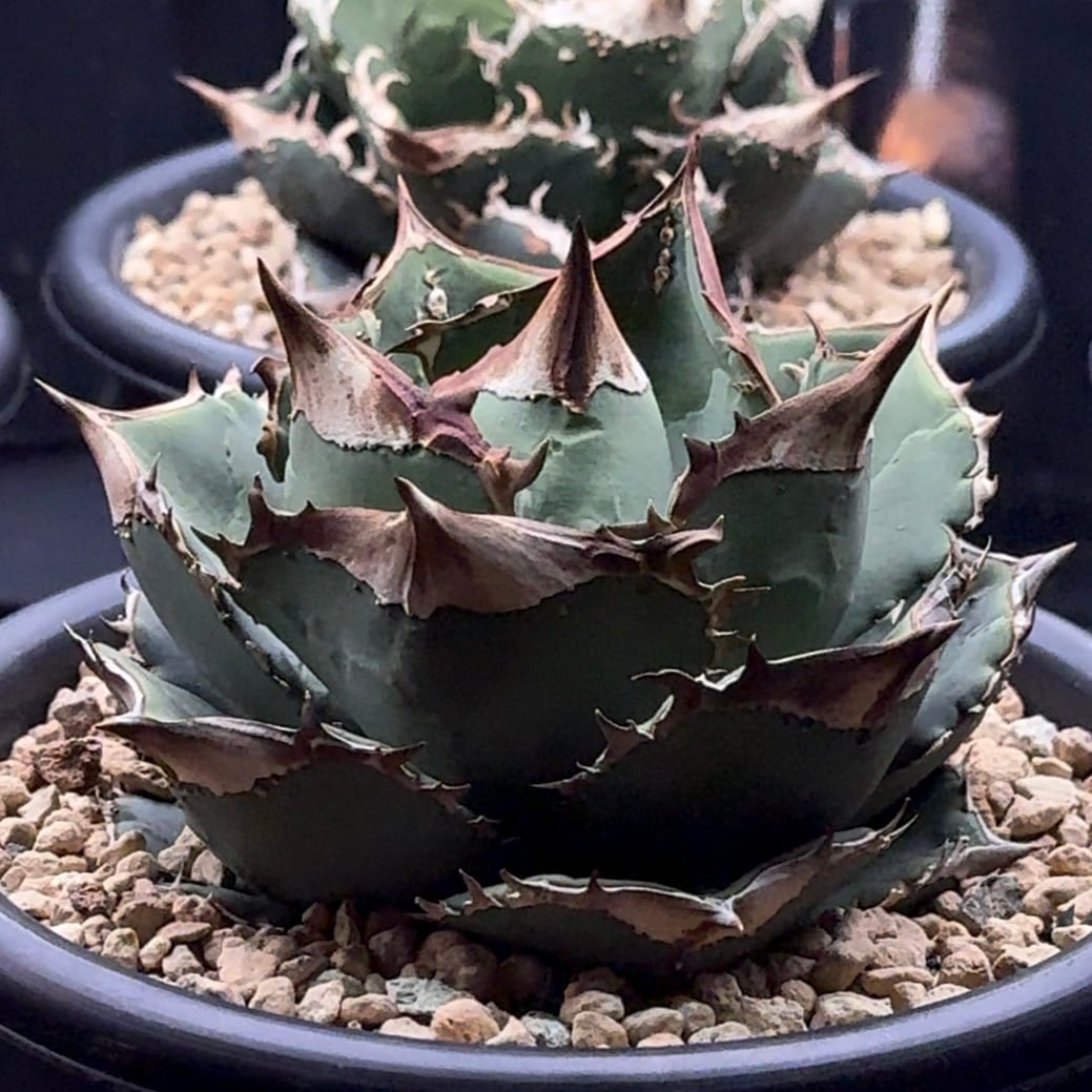 FK PLANTS 鰐亀　発根活着済み FK PLANTS