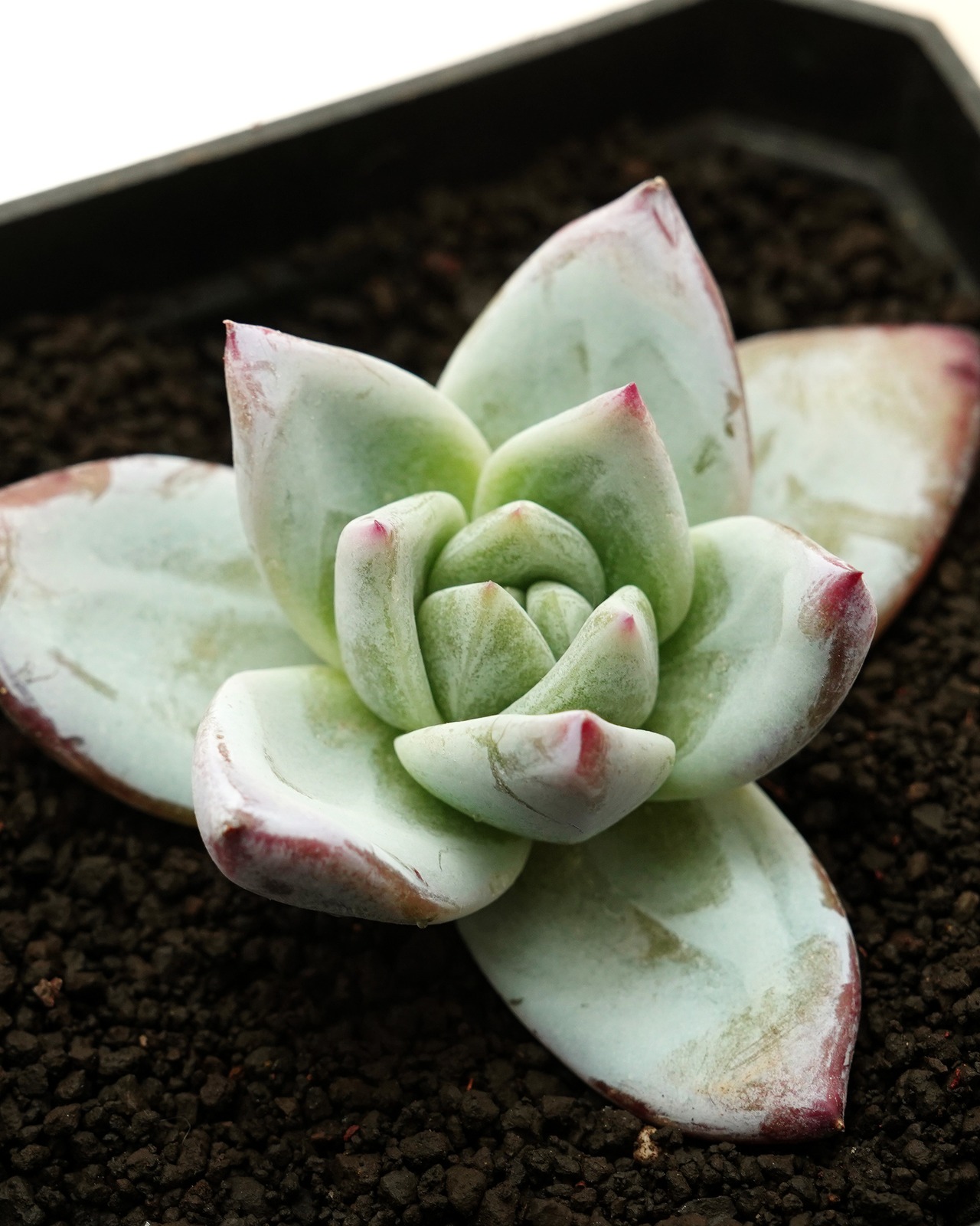 発根済カット苗 ブラックサバス Echeveria 'Black Sabbath'