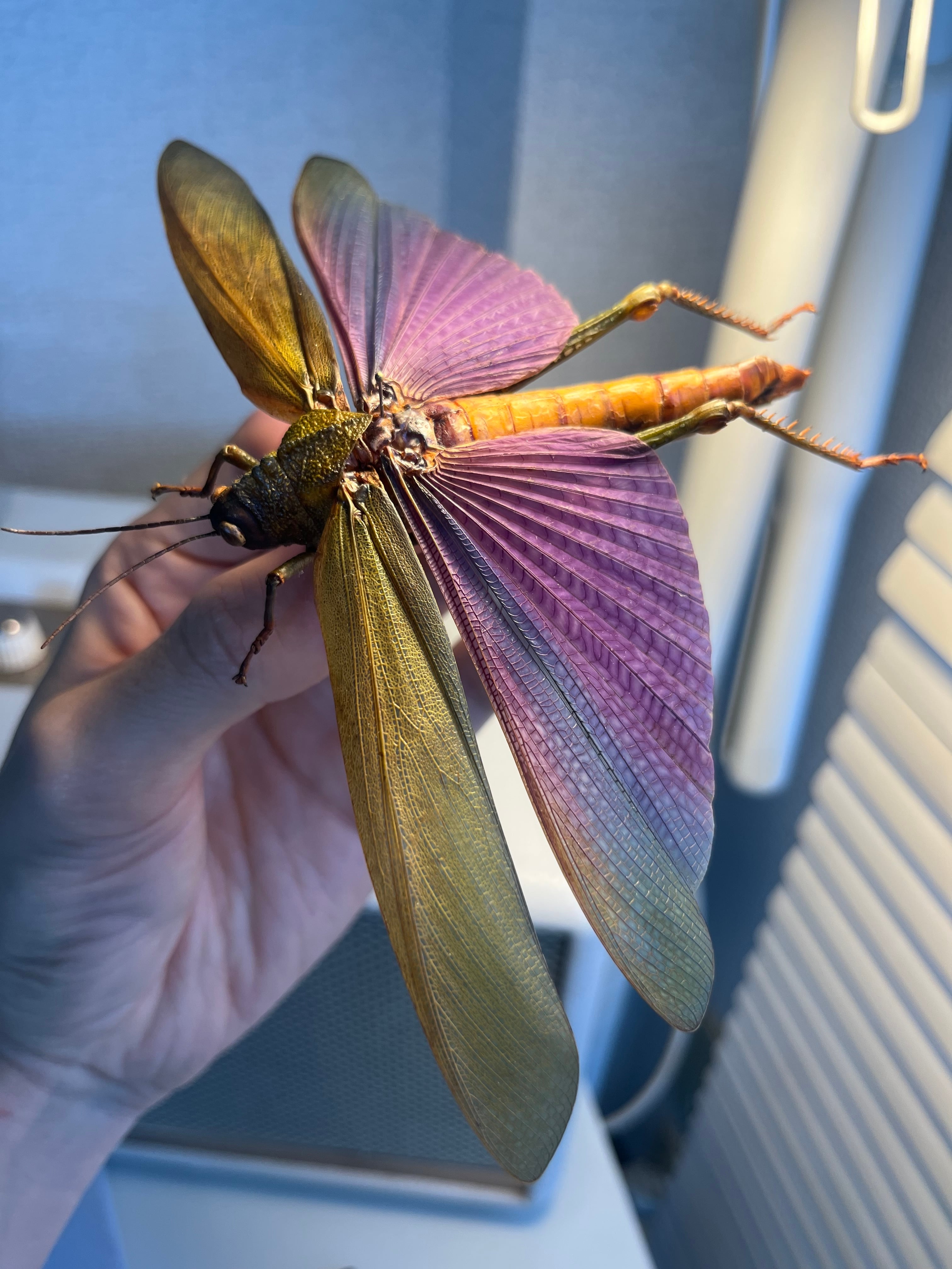 直翅類 | オモニキチュウ