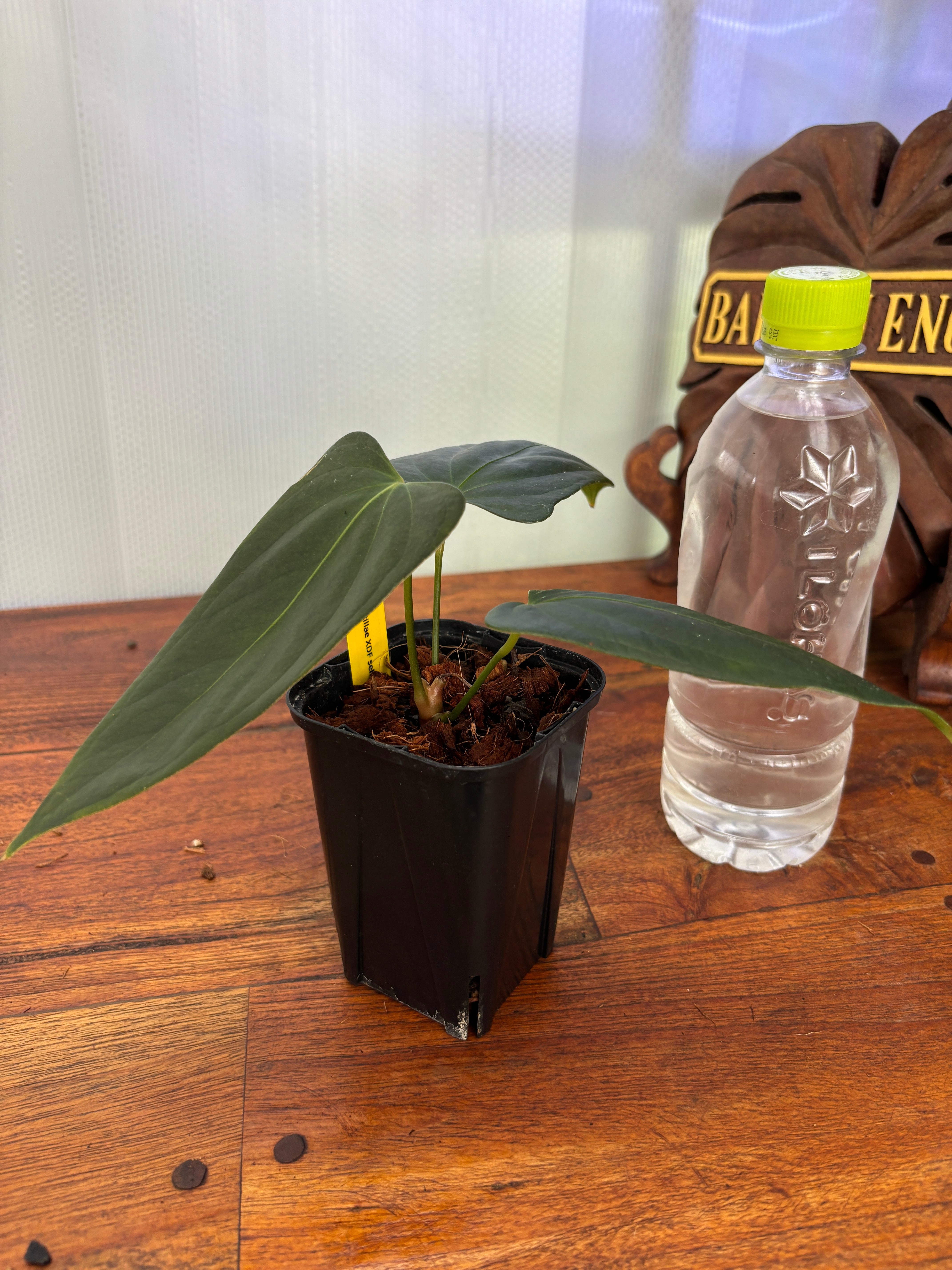 Anthurium | BALI-AN 園芸