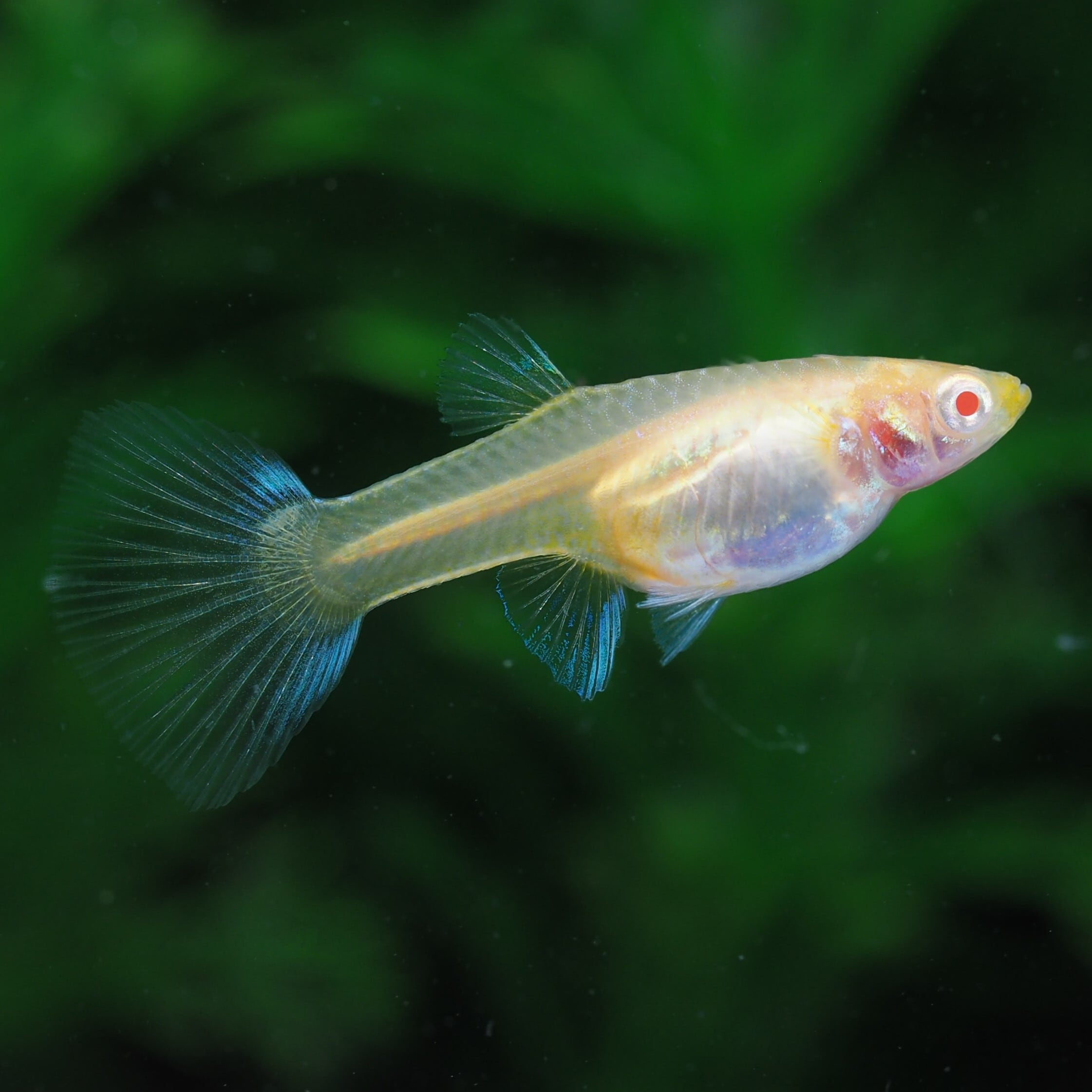 RREAアクアマリンレッドテールタキシード 若魚1ペア(国産グッピー