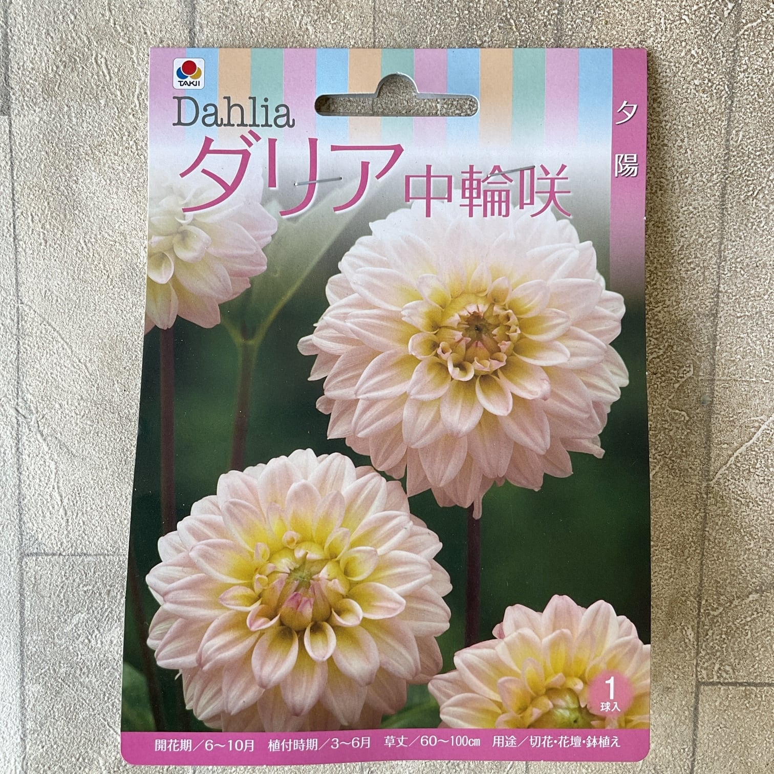 球根】ダリア 中輪咲 淡いピンク 1球入 タキイ種苗 | 橋本種苗園 