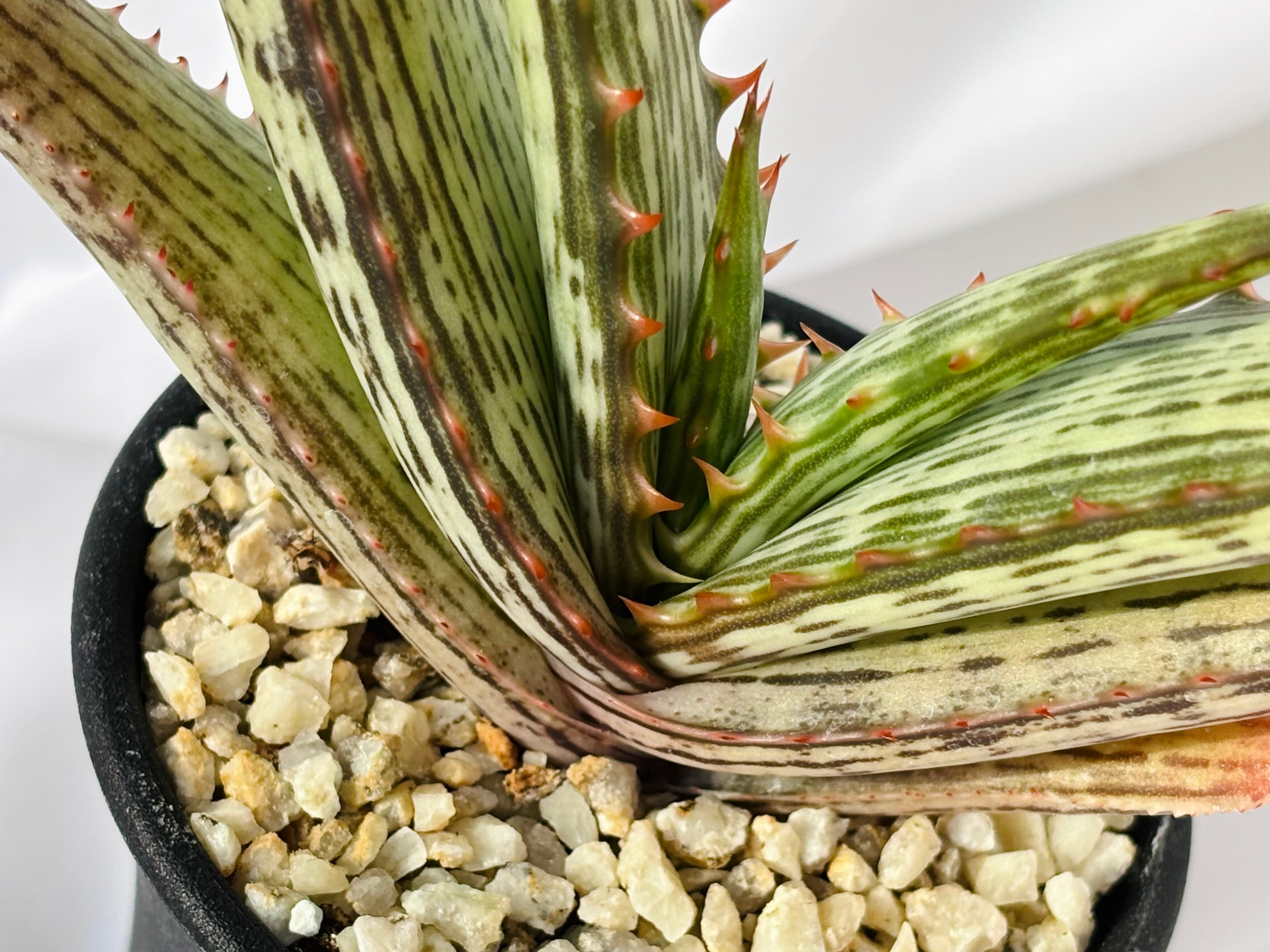 Aloe branddraaiensis アロエ ブランドレイエンシス | plants MARU