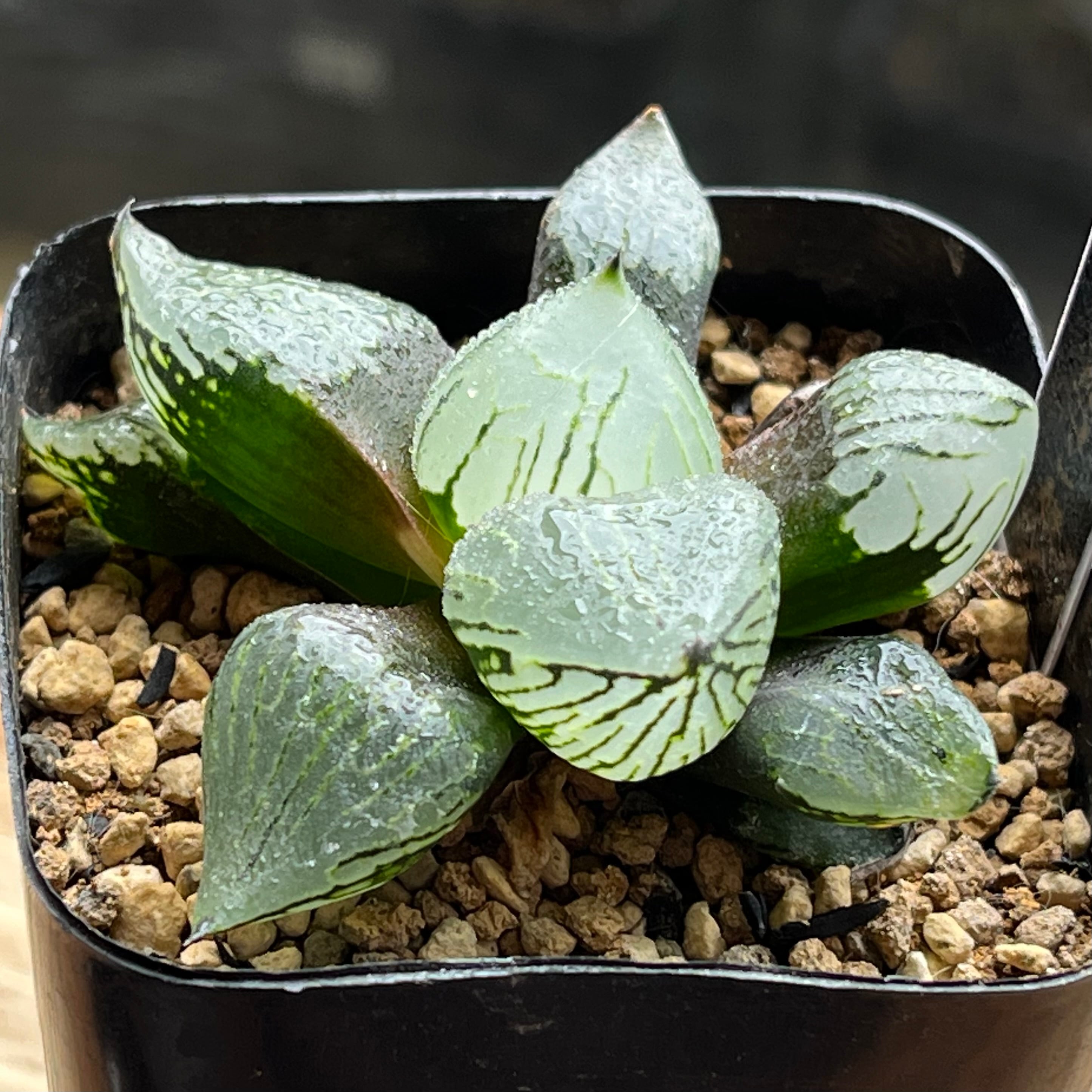 ハオルチア ブルコン般若 | mocono_plants