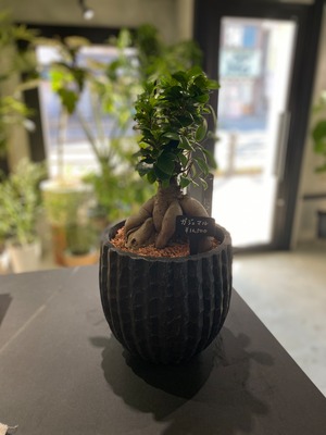 ガジュマル