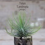 【送料無料】アンドレアナ M〔エアプランツ〕現品発送T1690