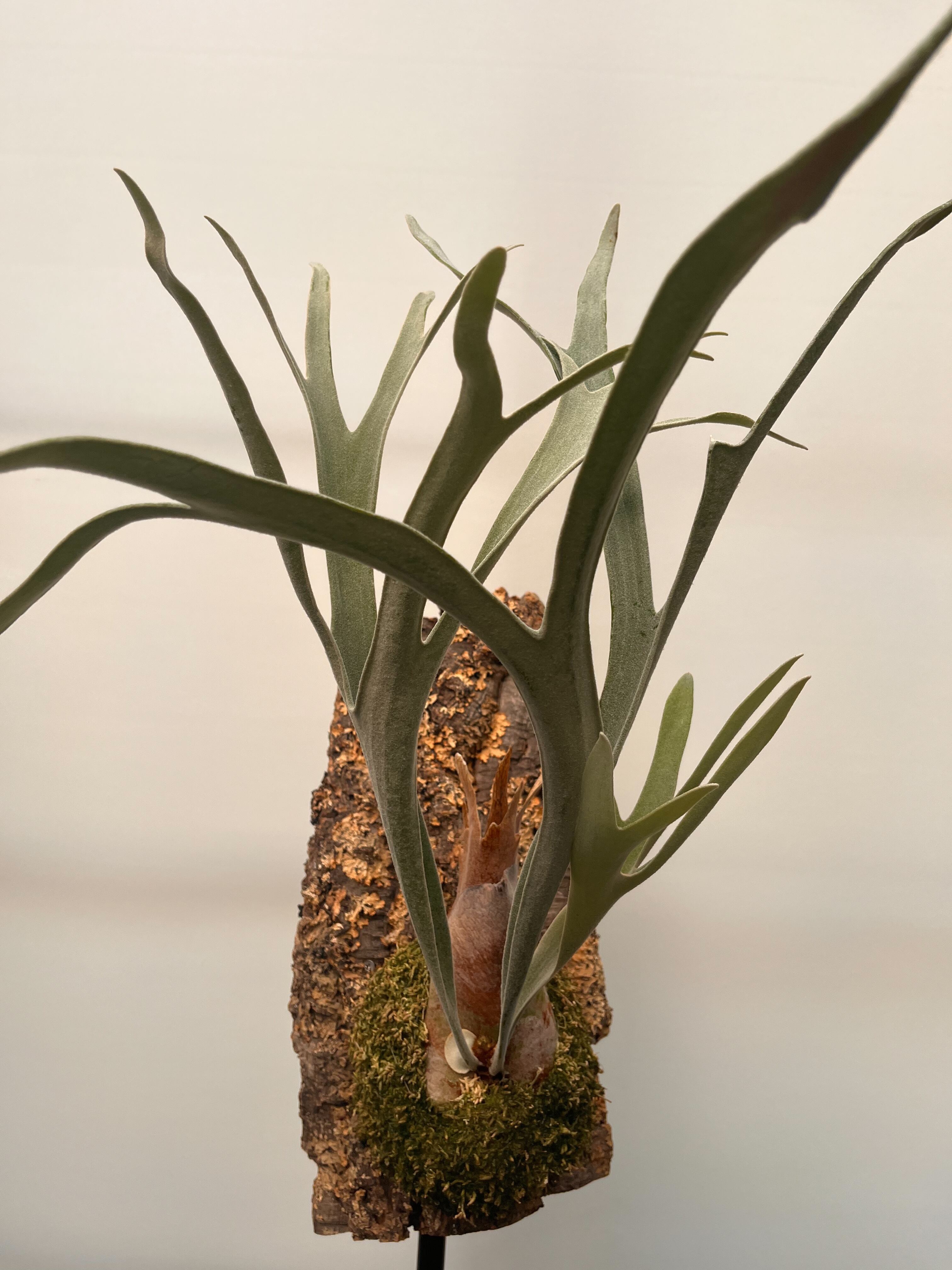 ビカクシダ ベイチー( ¨̮ )コルク仕立て子株