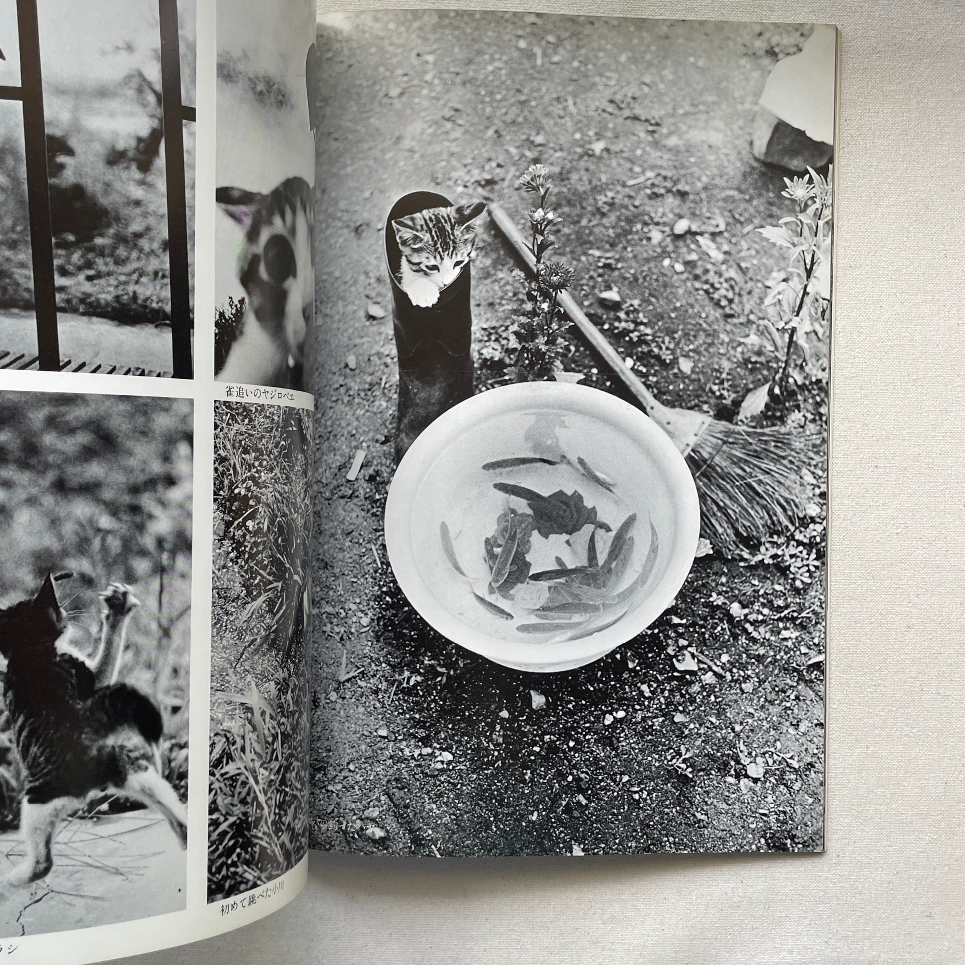 ビバ!サスケ | 深瀬昌久写真集 | 汀線 / TEISEN BOOKS