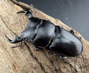 《インドグランディス亜種moriyai 62mm ペア》