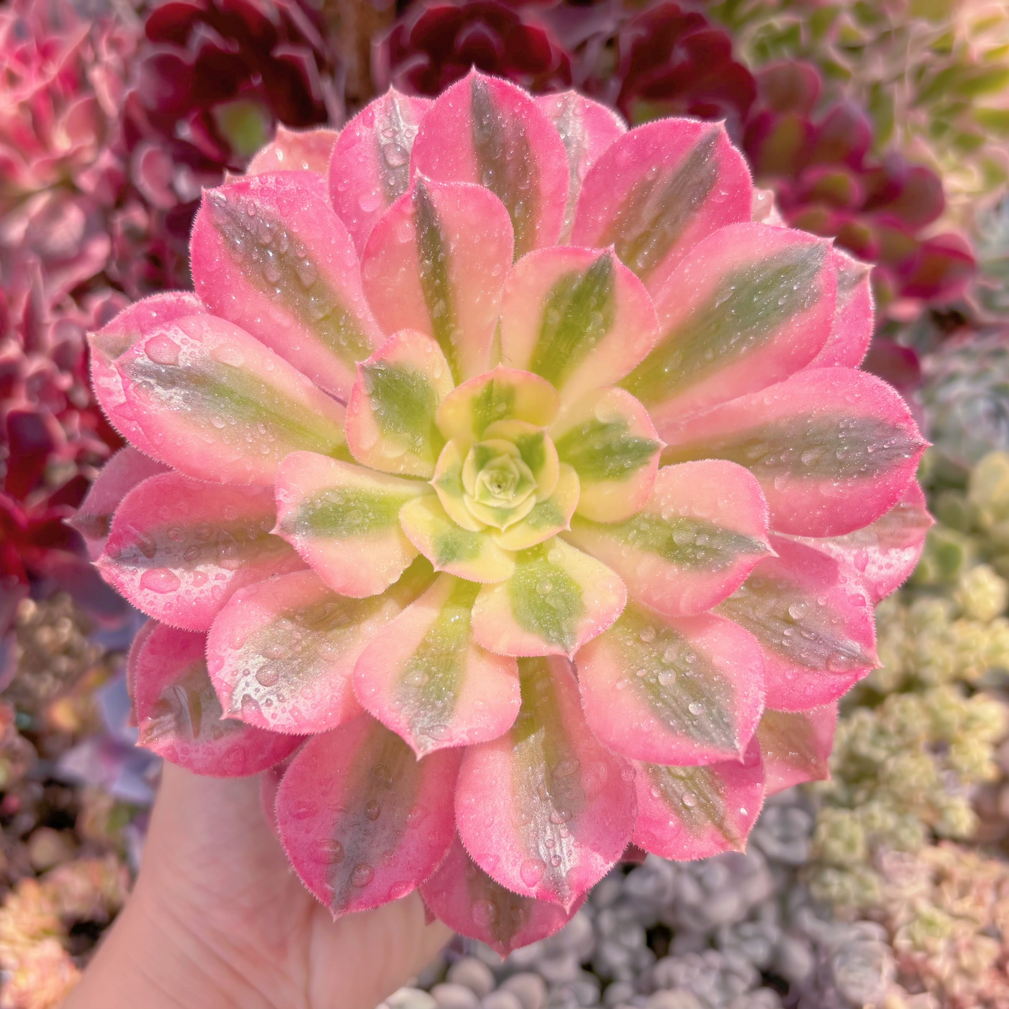 現品　アフラダイティ#C16　るる農園