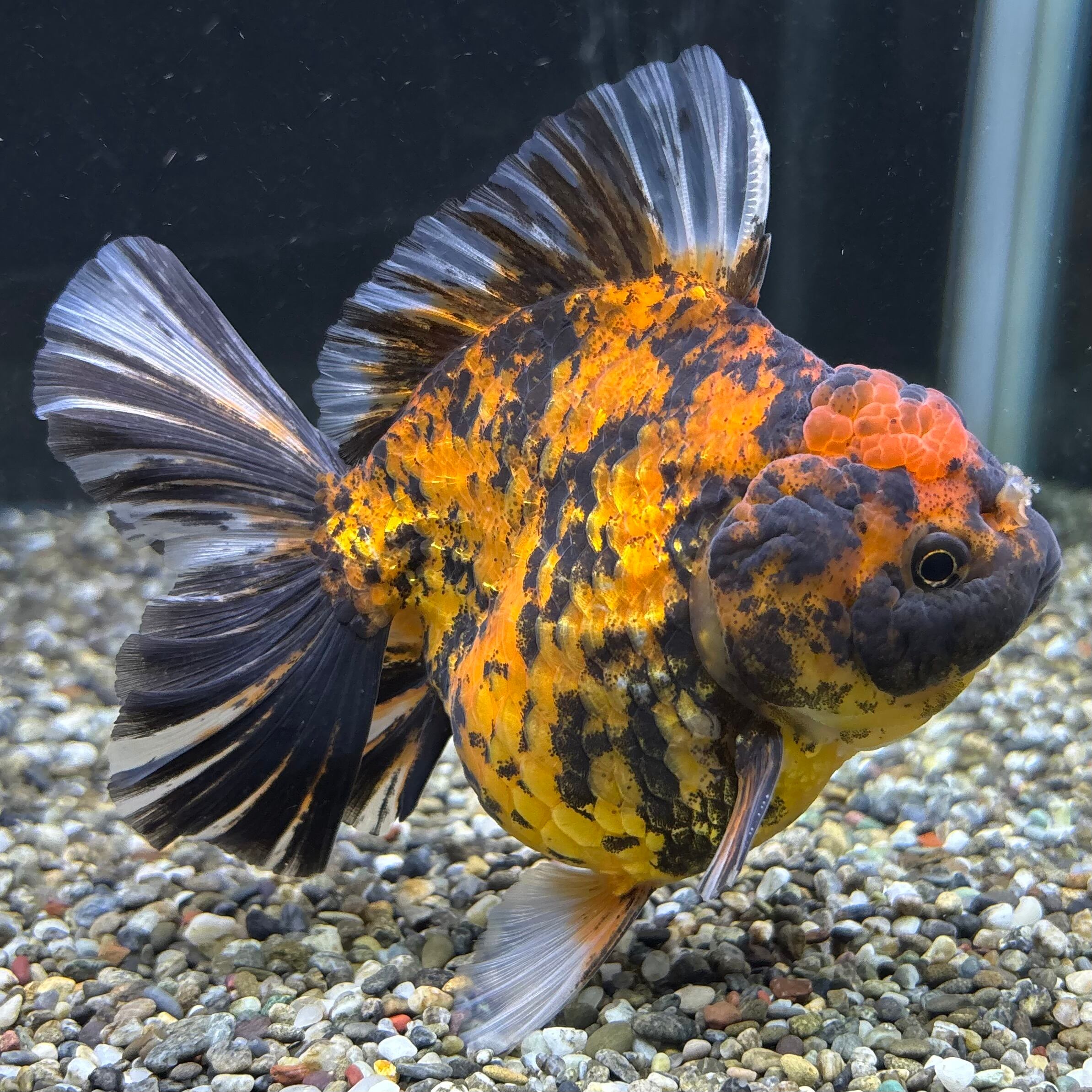 ① セレクト個体 オランダ獅子頭 ブラック 19cm位 オランダ獅子頭