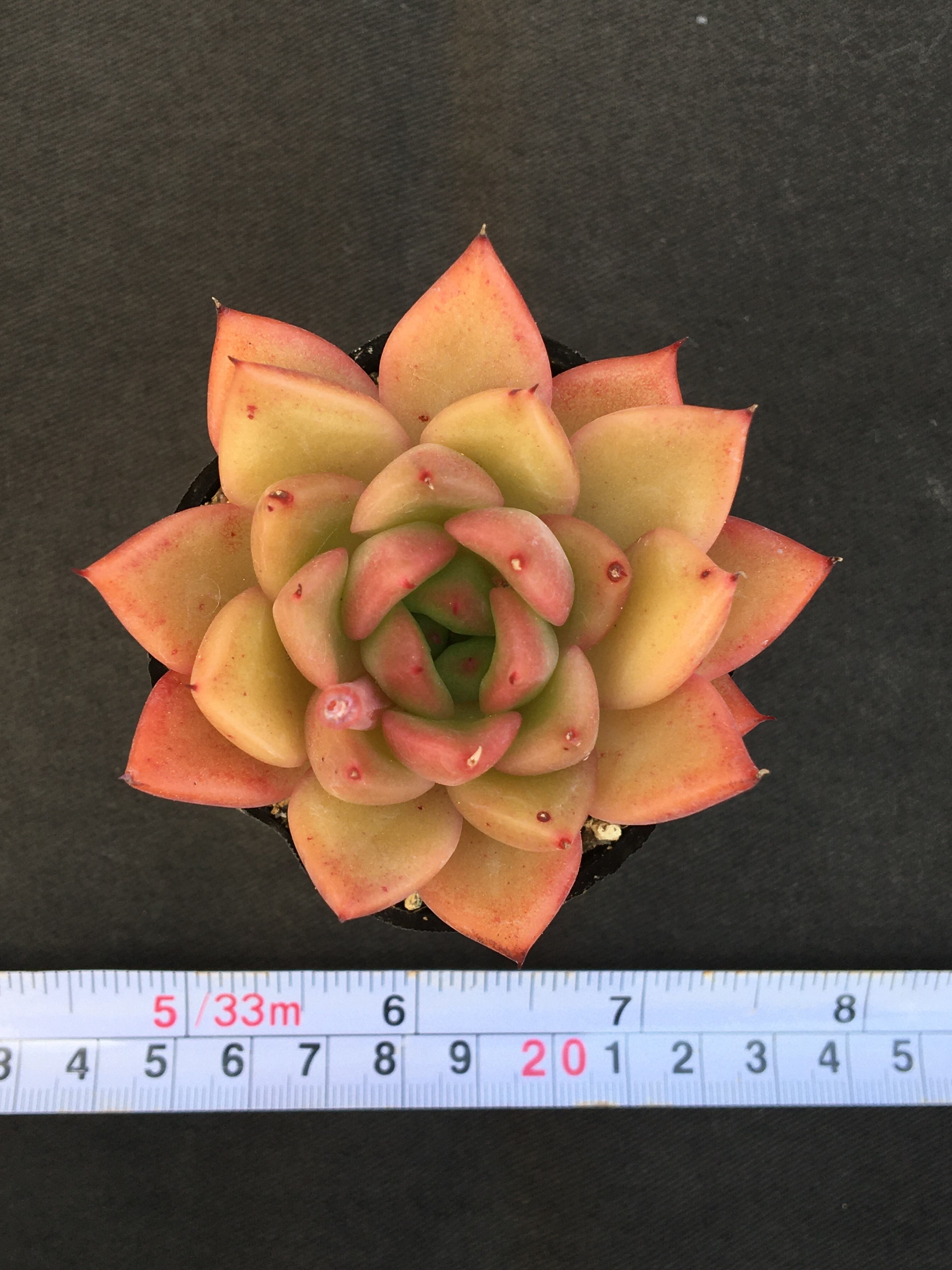 多肉アン交配 花の相府蓮ハイブリッド 多肉アン