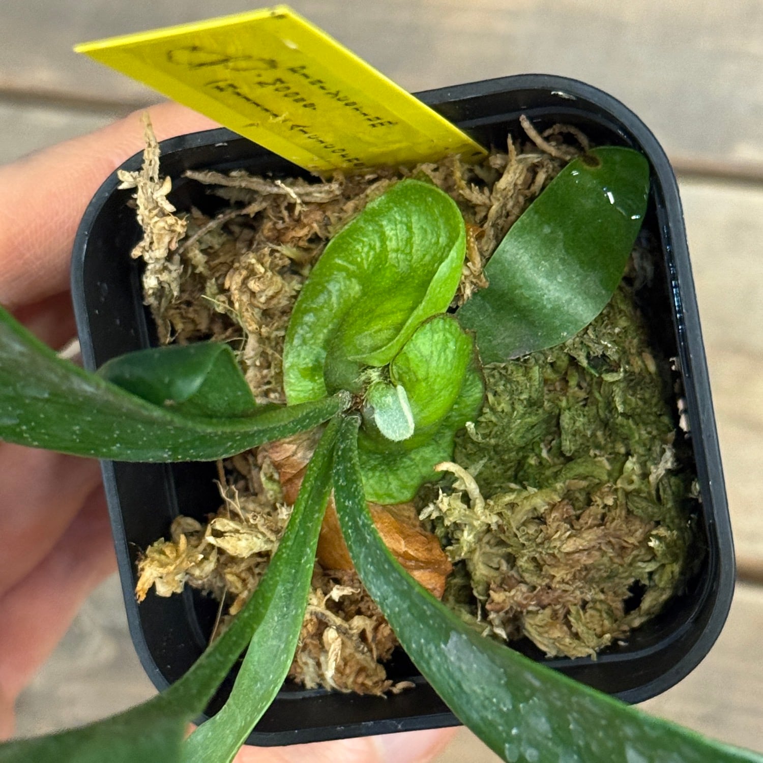 ビカクシダ（P.Moose） ビカクシダ Platycerium Moose(hillii × alcicorne)【154