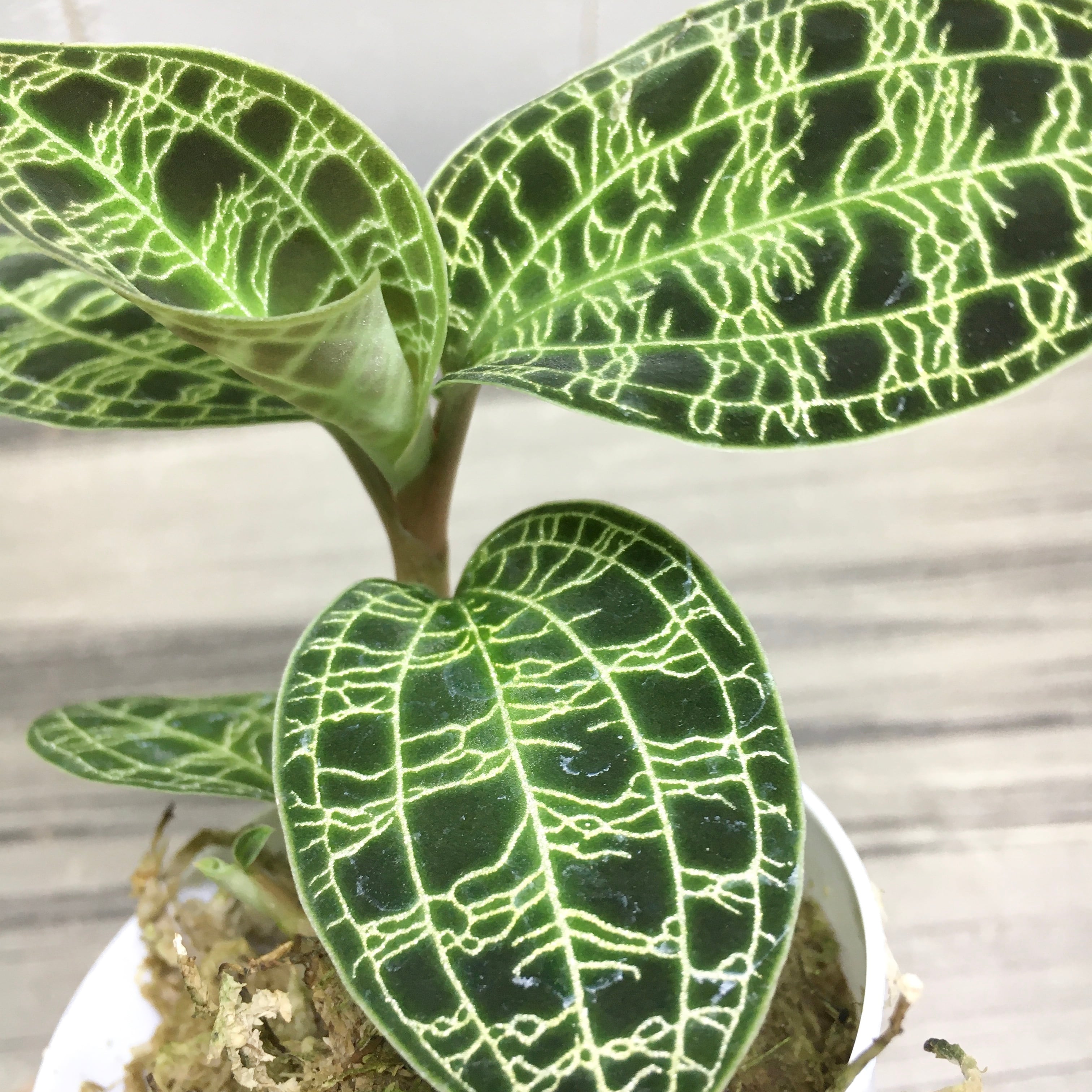 葉っぱ大きめ 宝石蘭 ジュエルオーキッド | PLANTS SHOP OLIVE 葉っぱ大きめ 宝石蘭 ジュエルオーキッド | PLANTS SHOP OLIVE