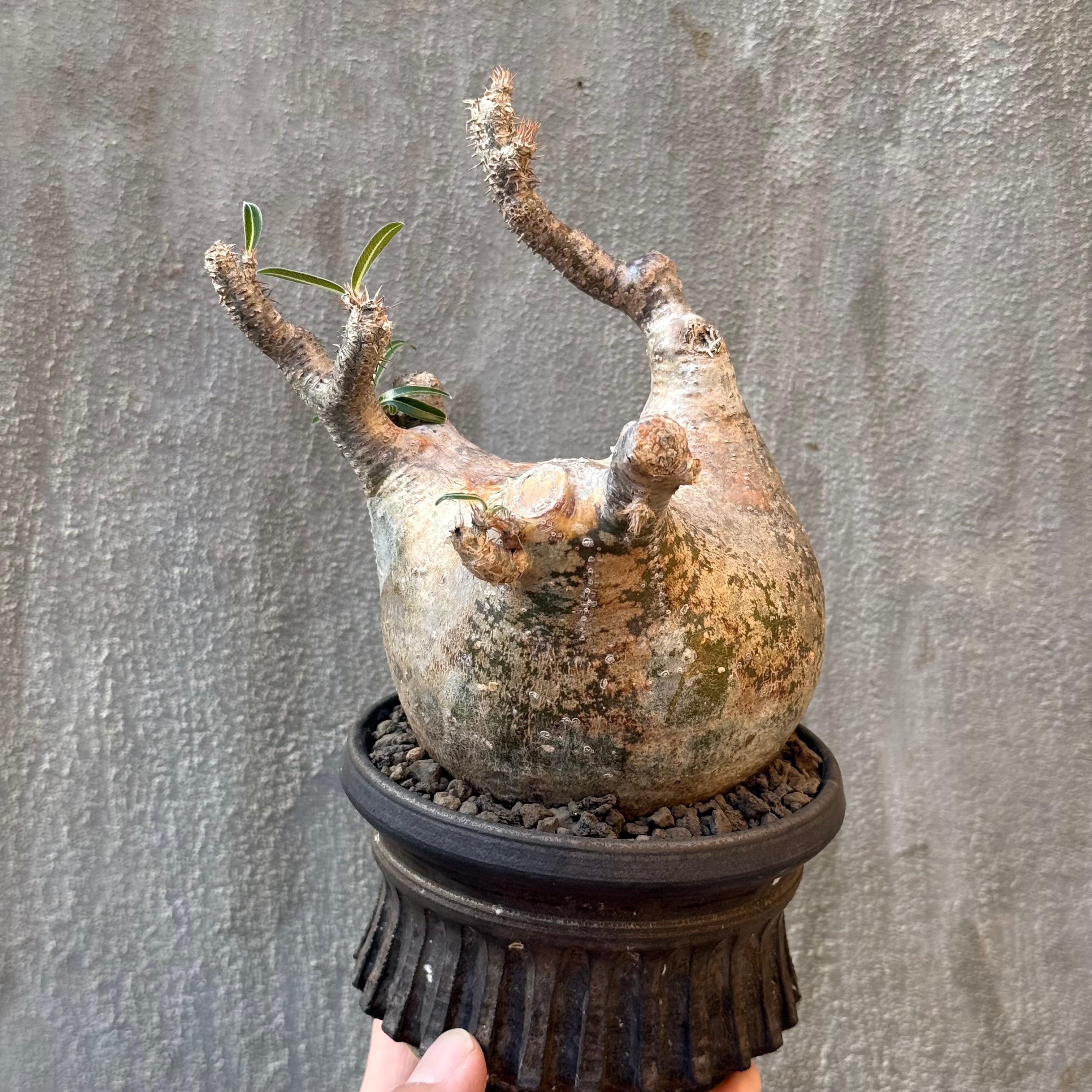 植物 | A-PLANTS