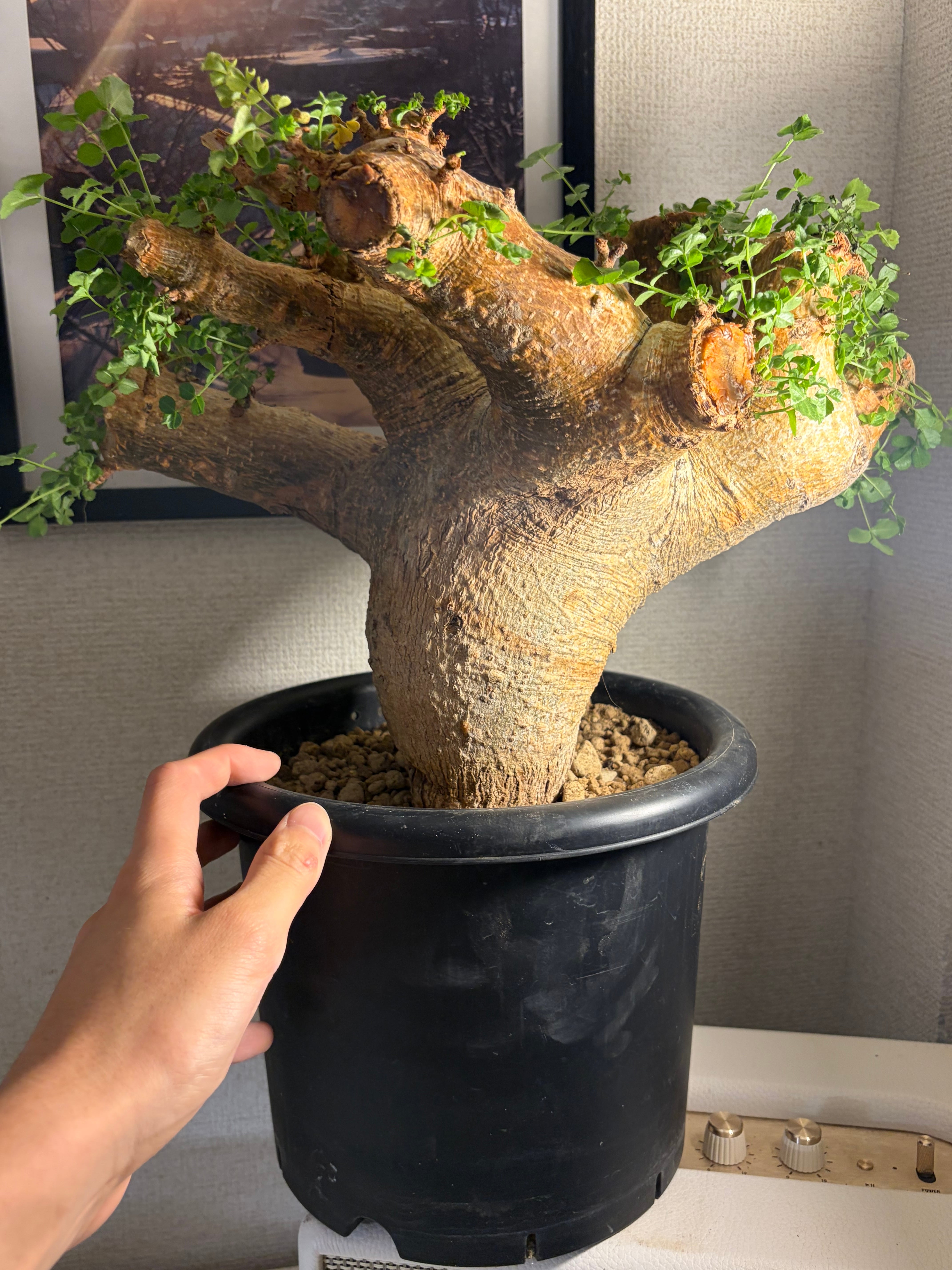 大株】コミフォラ サクシコラ パキプス 現地球 カタフ エイル