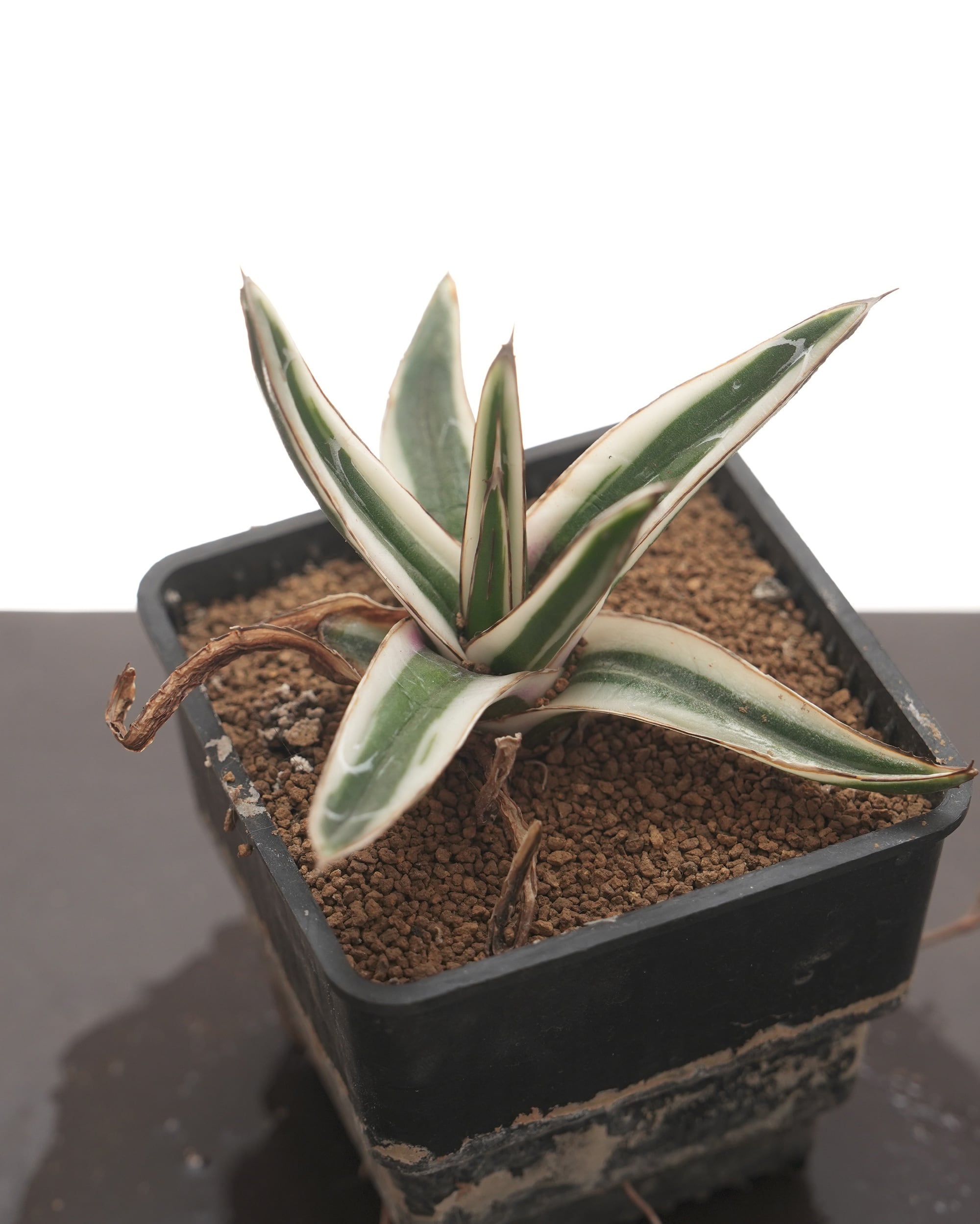抜き苗 氷山 Agave victoriae-reginae 'Hyouzan' | PUKUBOOK SUCCULENTS