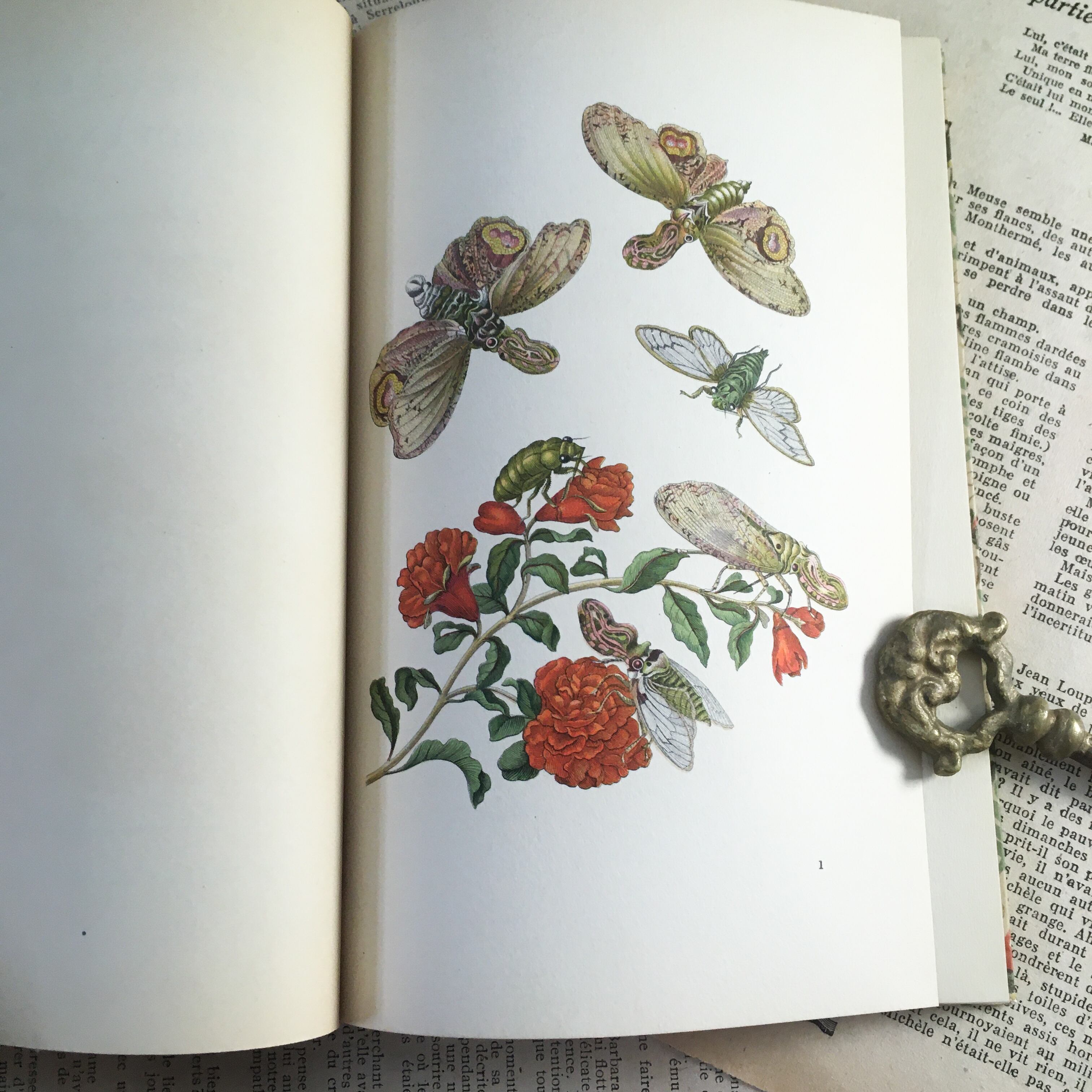 インゼル文庫 351番 熱帯植物の図鑑 ドイツ 古書 欧州アンティーク雑貨 べるりんのーと