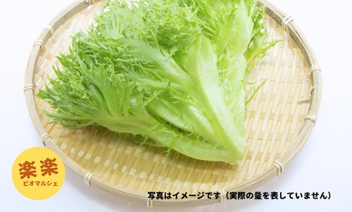 フリルレタス