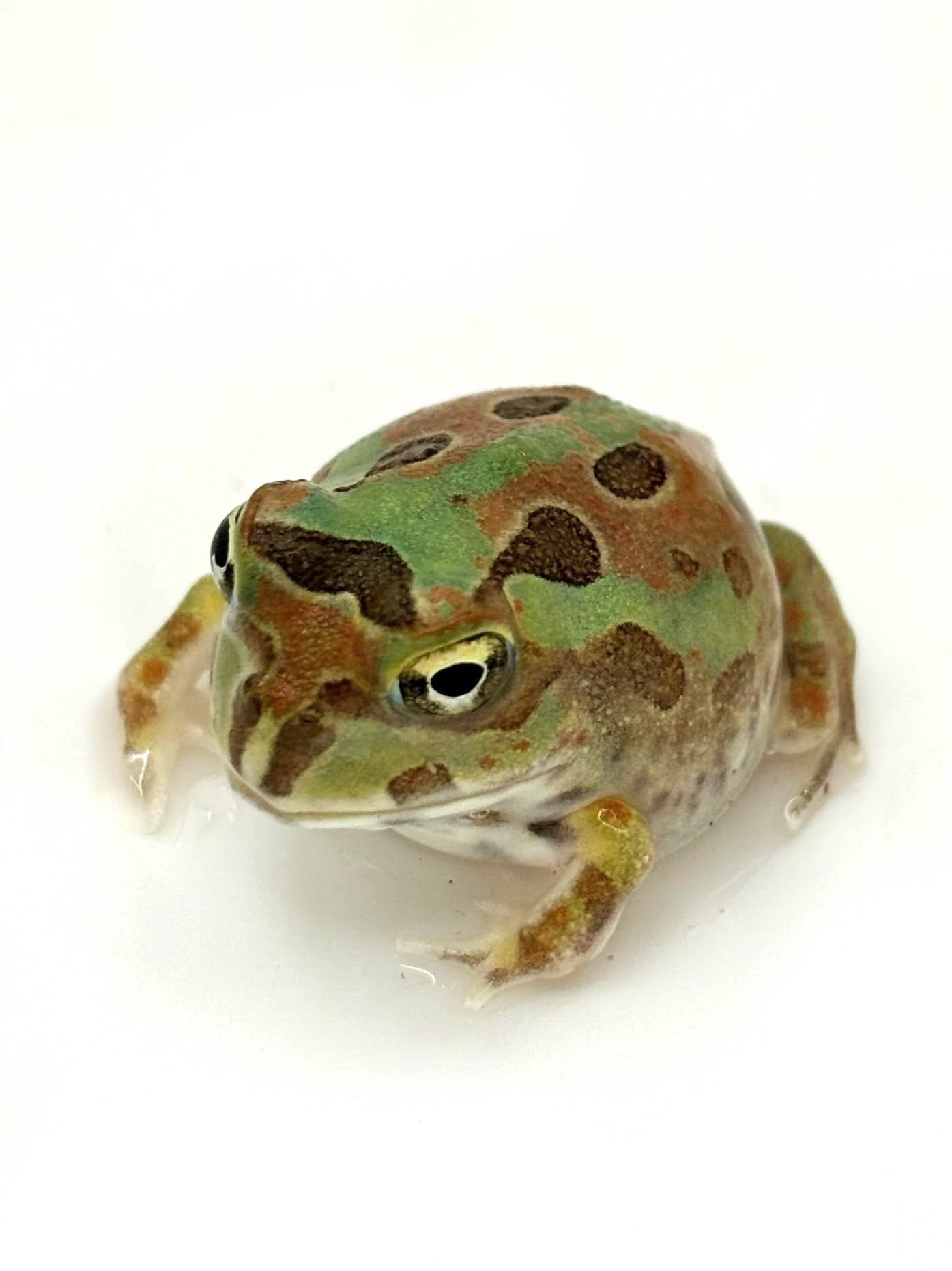 エジプトミドリヒキガエル | まるころ商店〜まるくてころころした