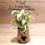 【送料無料】'Curly Slim' L〔エアプランツ〕現品発送T2712