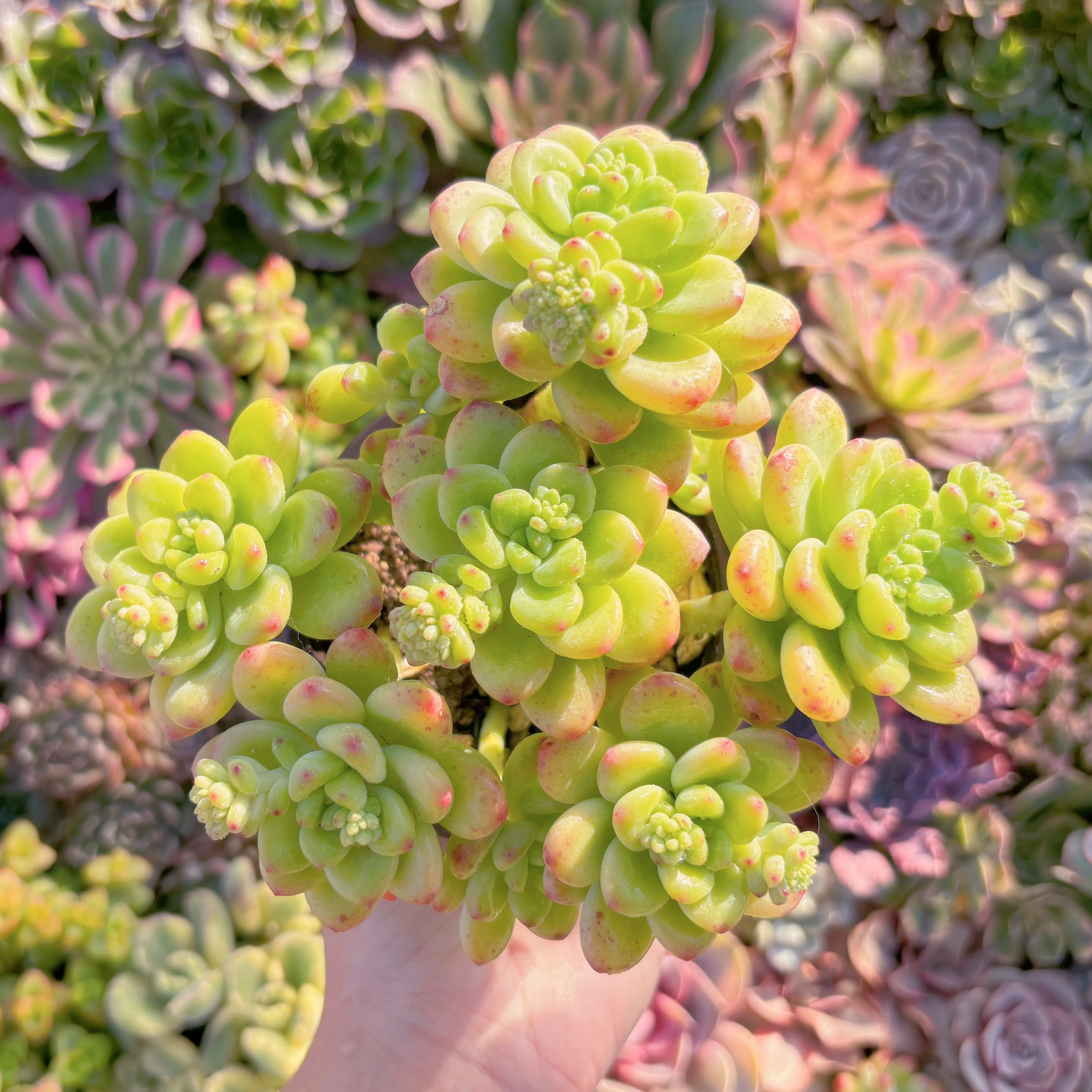 現品　シャングリラ#M046　大群生  るる農園