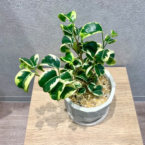 一点もの【フィッカス・シタシオン】観葉植物｜クワ科｜ベンジャミン｜陶器｜ギフト