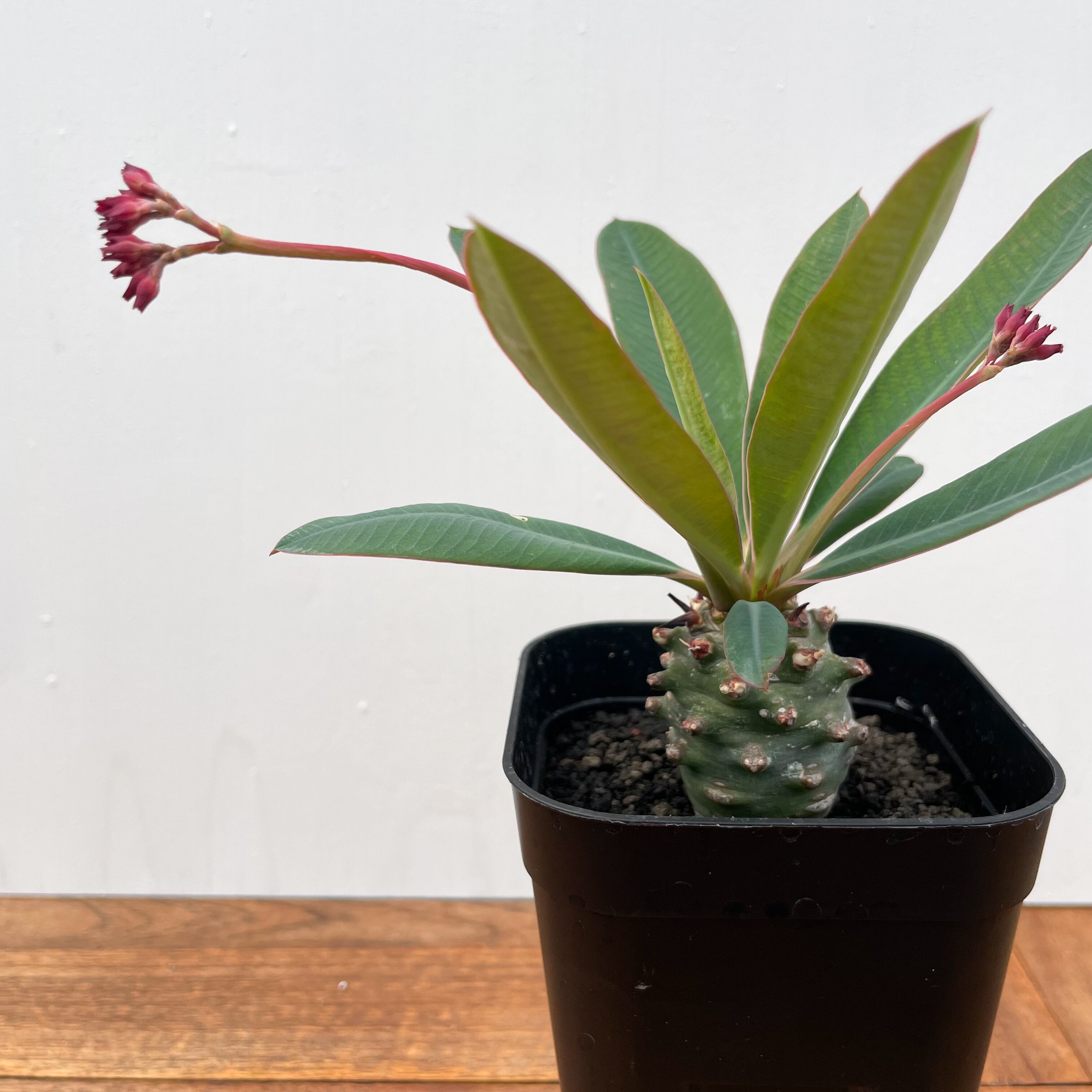 ユーフォルビア　パキポディオイデス (pachypodioides) Euphorbia pachypodioides【ユーフォルビア・パキポディオイデス