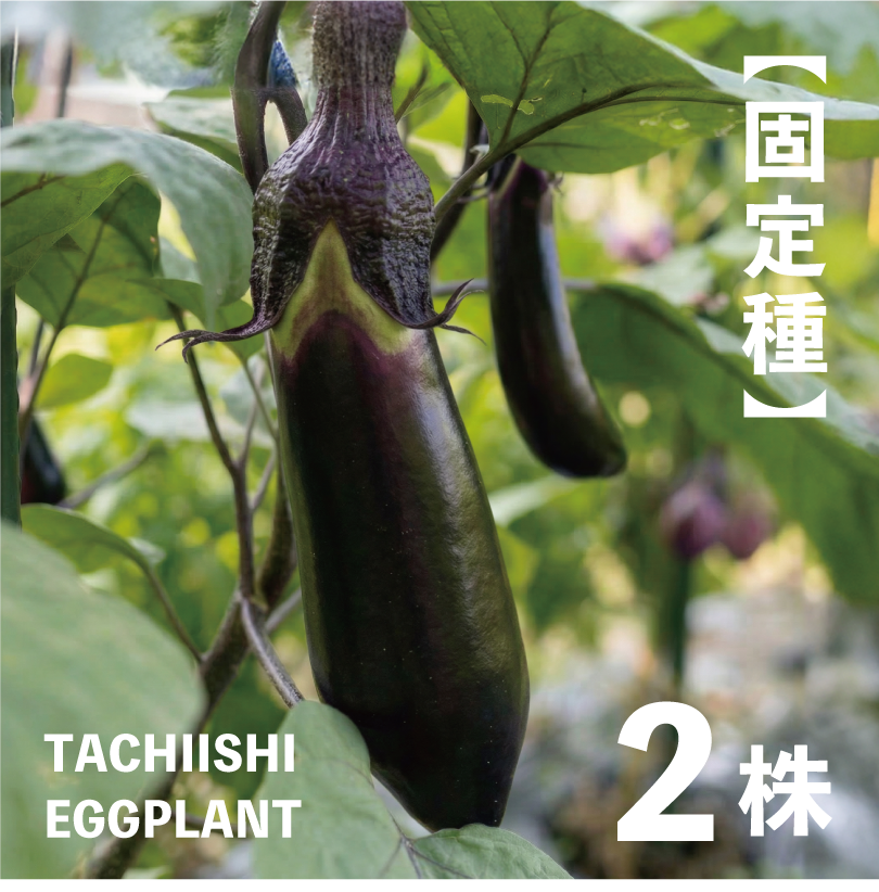 真黒長茄子の苗・2株【ナス／野菜の苗／無農薬／農薬不使用／固定種