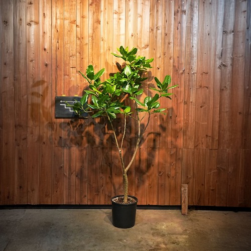 フィカス ディーダ