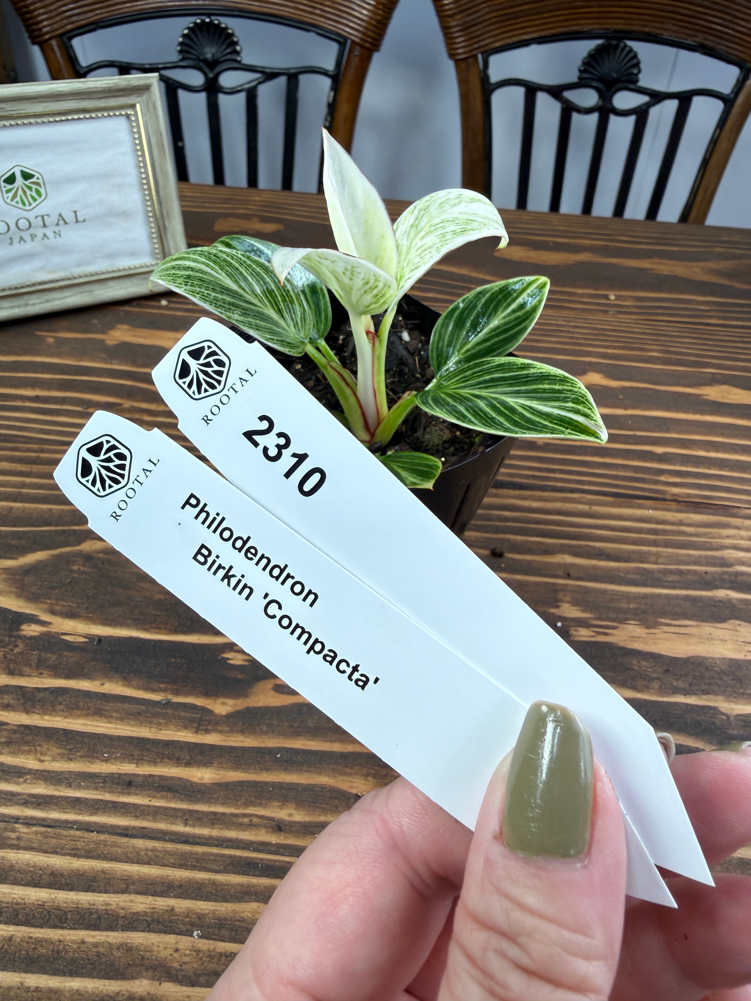 ★2310 フィロデンドロン バーキンコンパクタ(10㎝口径ポット)
