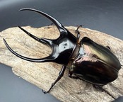 【WD】《ジャワコーカサスオオカブト 115.5mm A’品ペア》