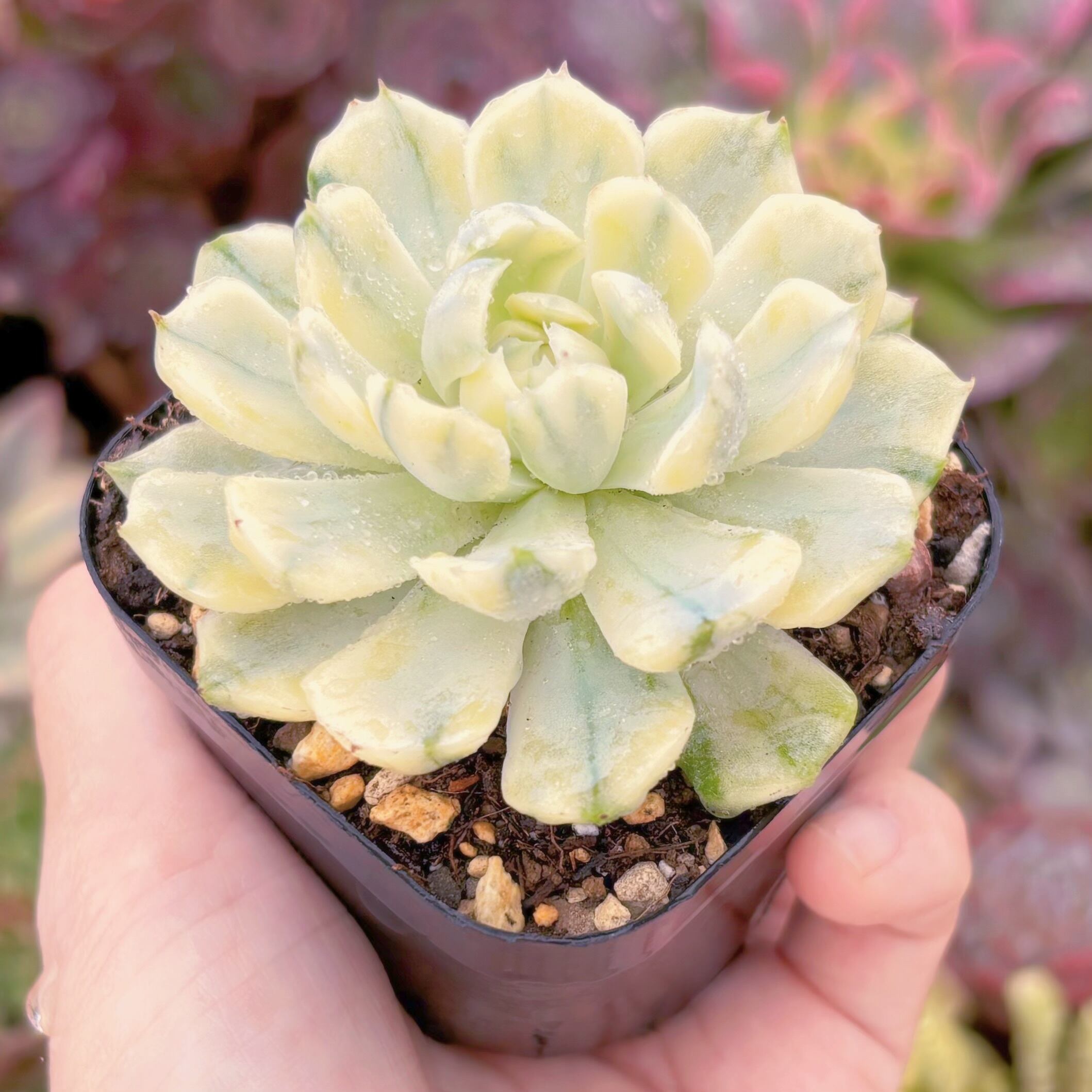 現品 クリームベリー錦#259 るる農園 | るる農園~多肉植物専門